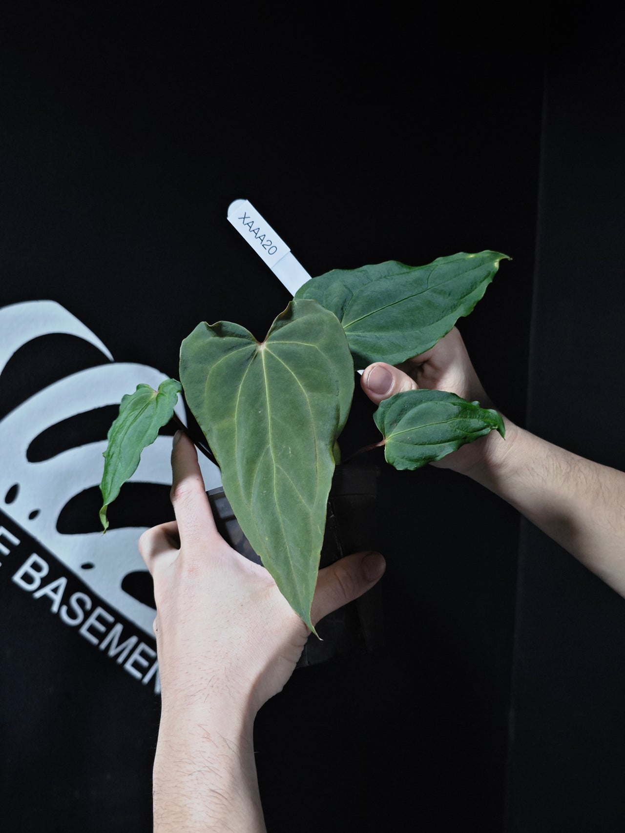 Anthurium Blue Papilliaminum x Papilliaminum FSRL Seedings - thebasements.us