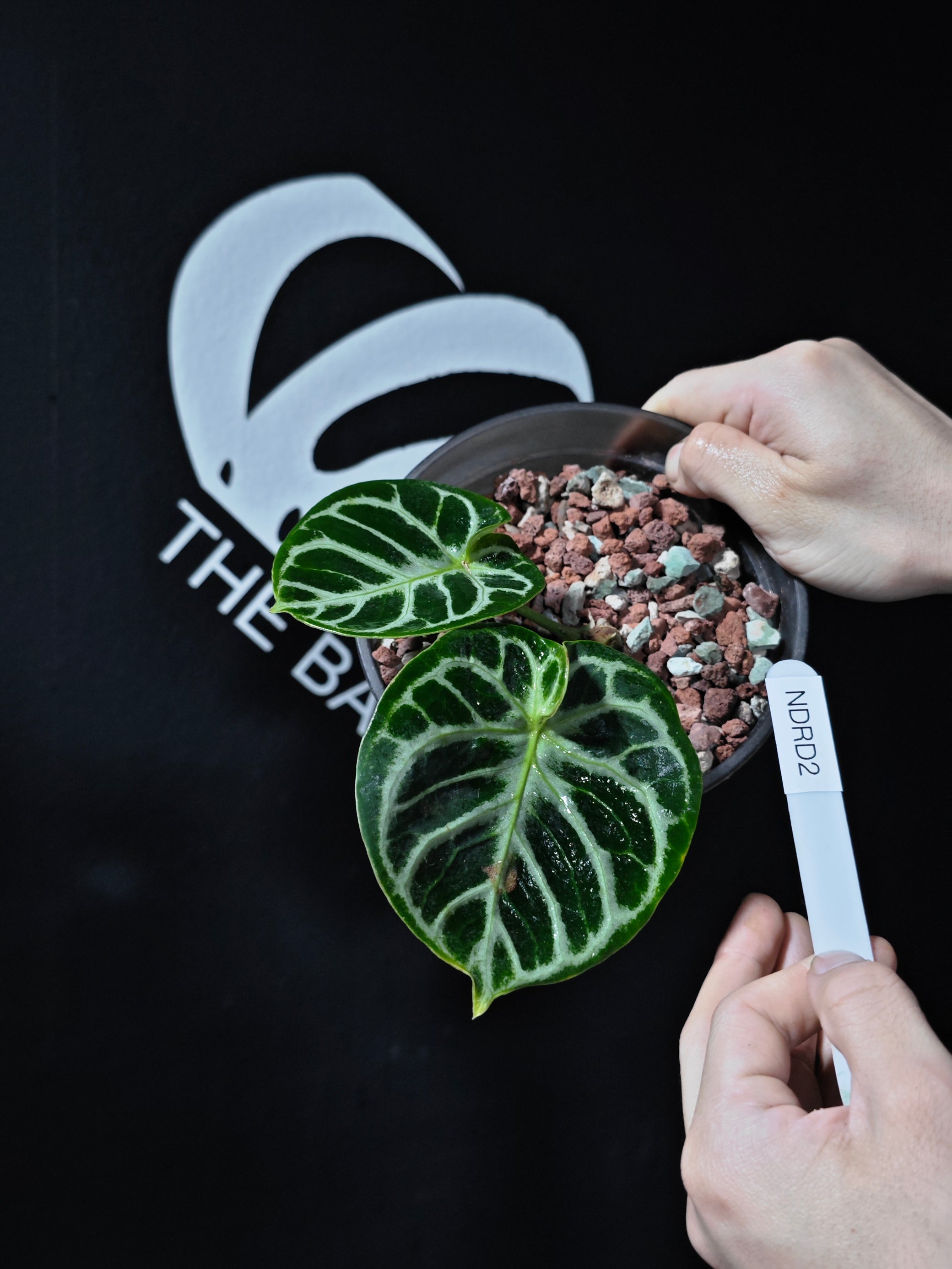 anthurium special Anthurium Dorayaki Special Form (Bowl Shape)