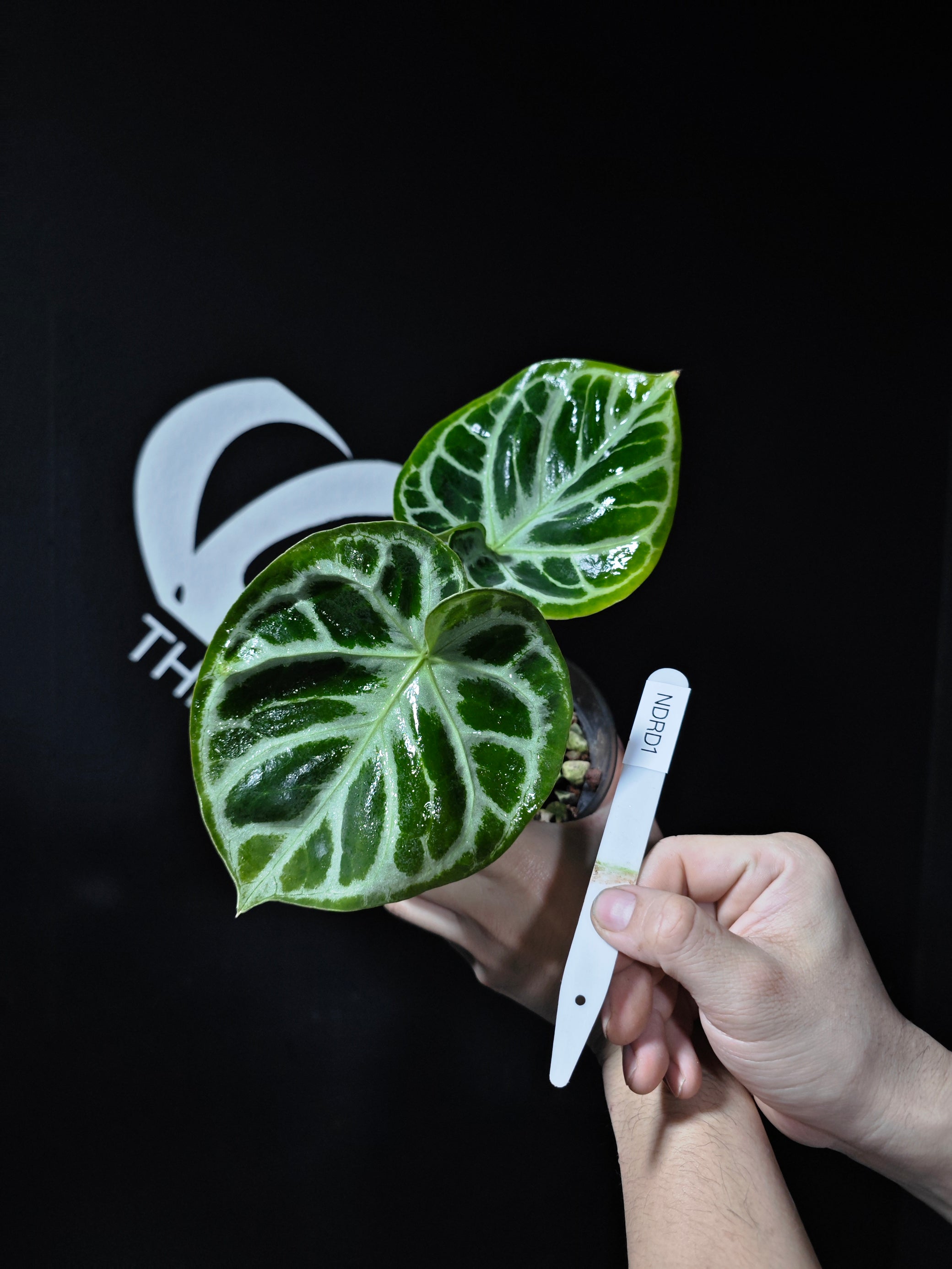anthurium dorayaki hybrid Anthurium Dorayaki Special Form (Bowl Shape)