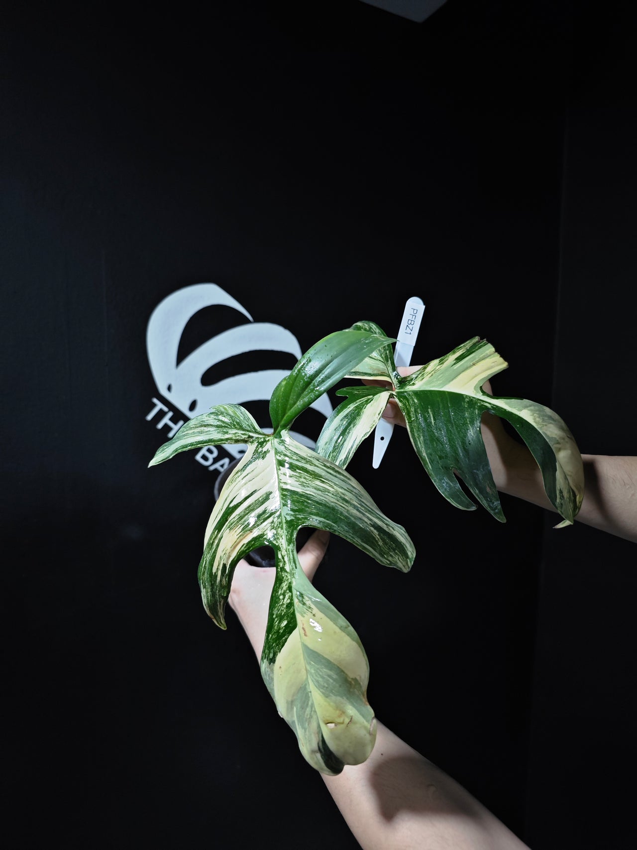 Philodendron Florida Beauty Variegated