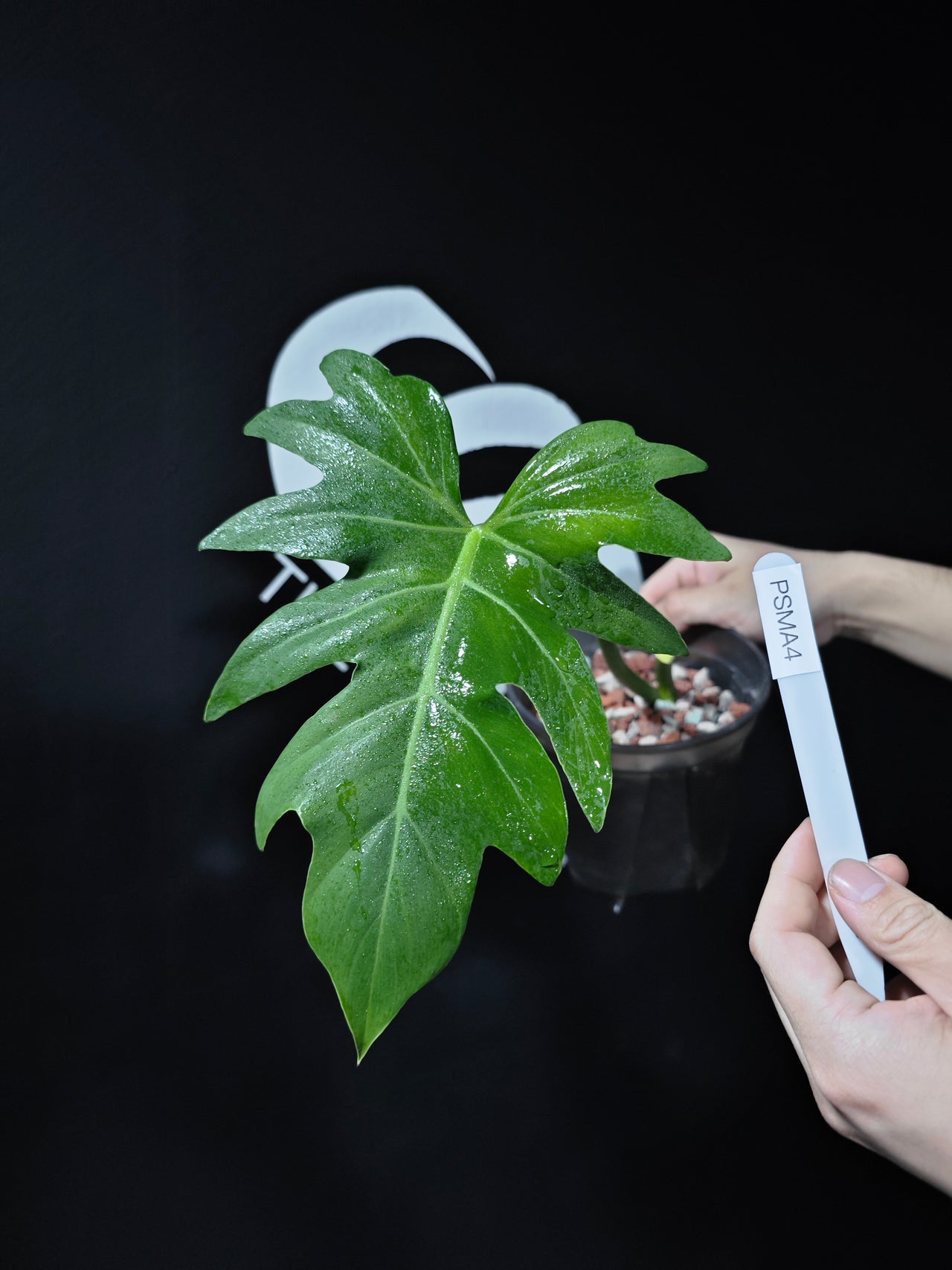 Philodendron Radiatum Mint variegated