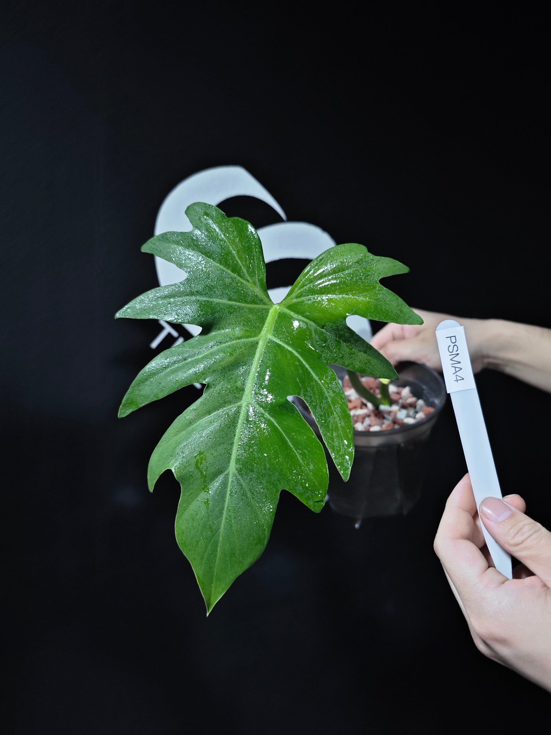 Philodendron Radiatum Mint variegated