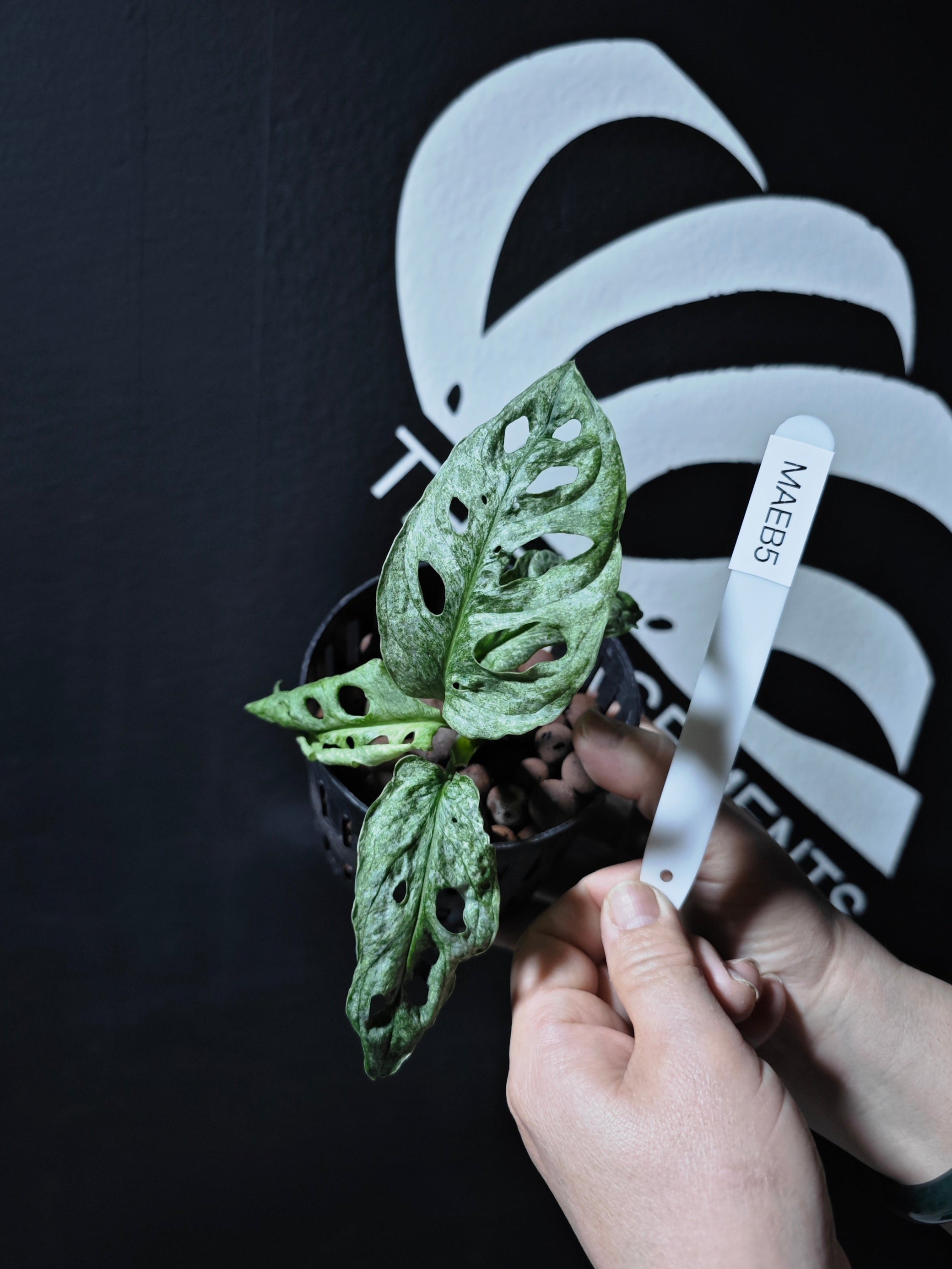 monstera adansonii mint europe Monstera Adansonii European Mint EU From