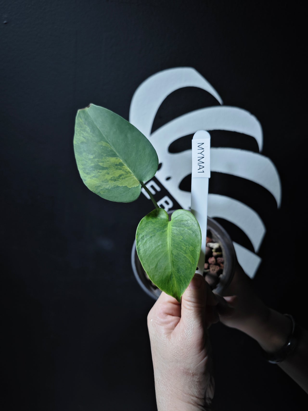 Monstera Yellow Marilyn