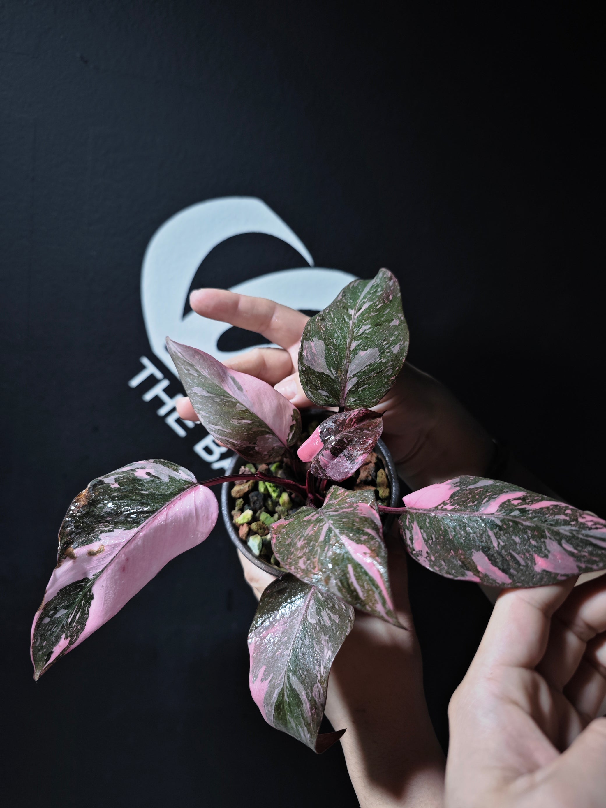 philodendron green galaxy Philodendron Pink Princess Galaxy