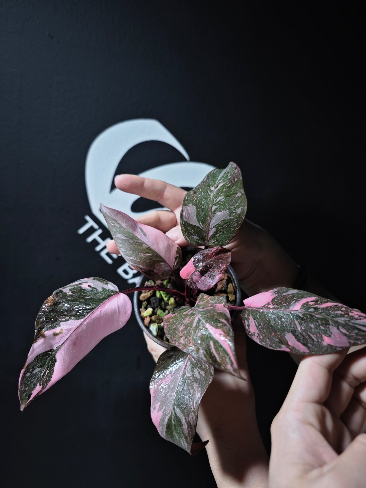 Philodendron Pink Princess Galaxy