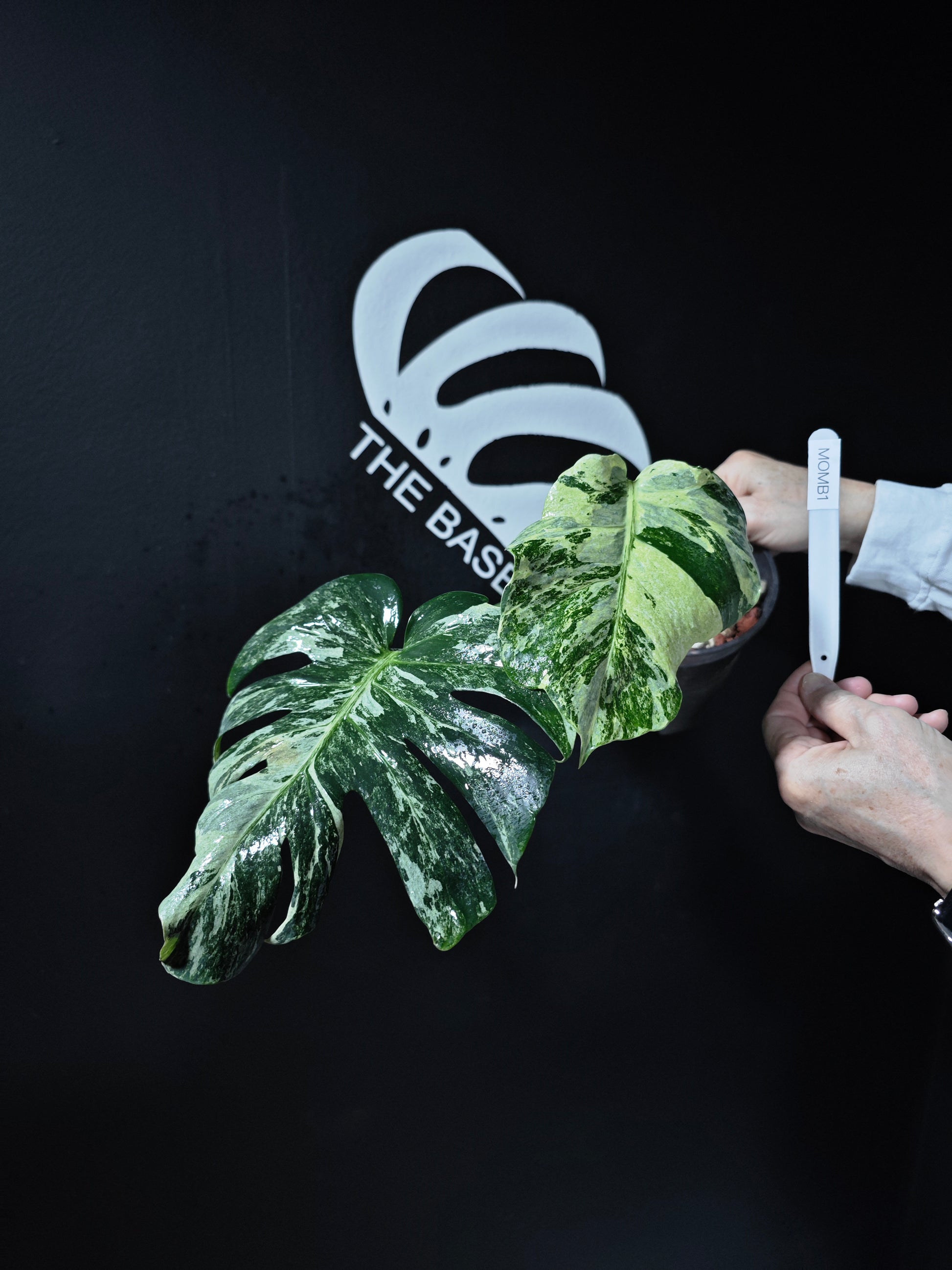 mint monstera for sale Monstera Deliciosa Ocean Mint