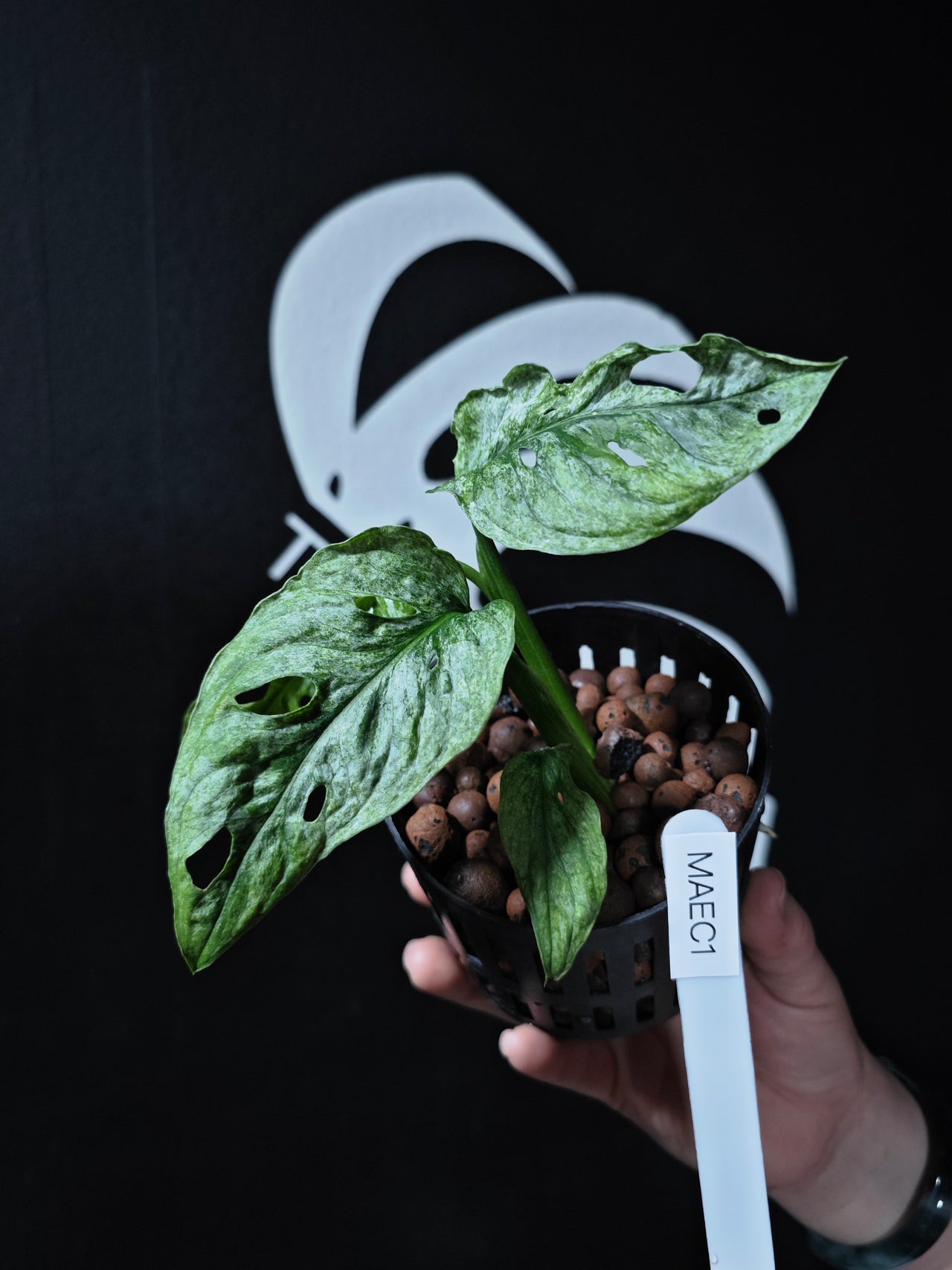 Monstera Adansonii European Mint EU From