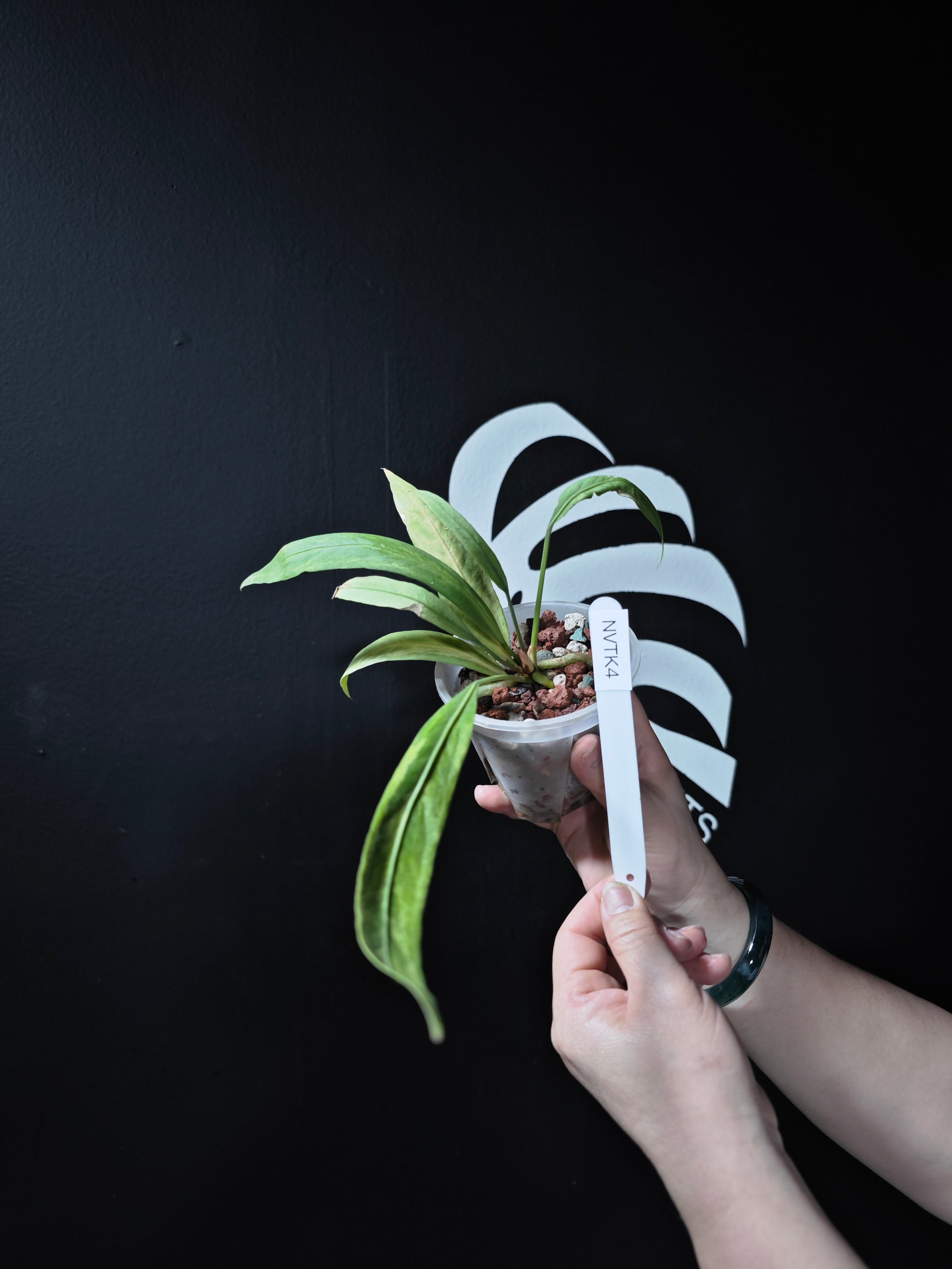 variegated anthurium vittarifolium Anthurium Vittarifolium Variegated