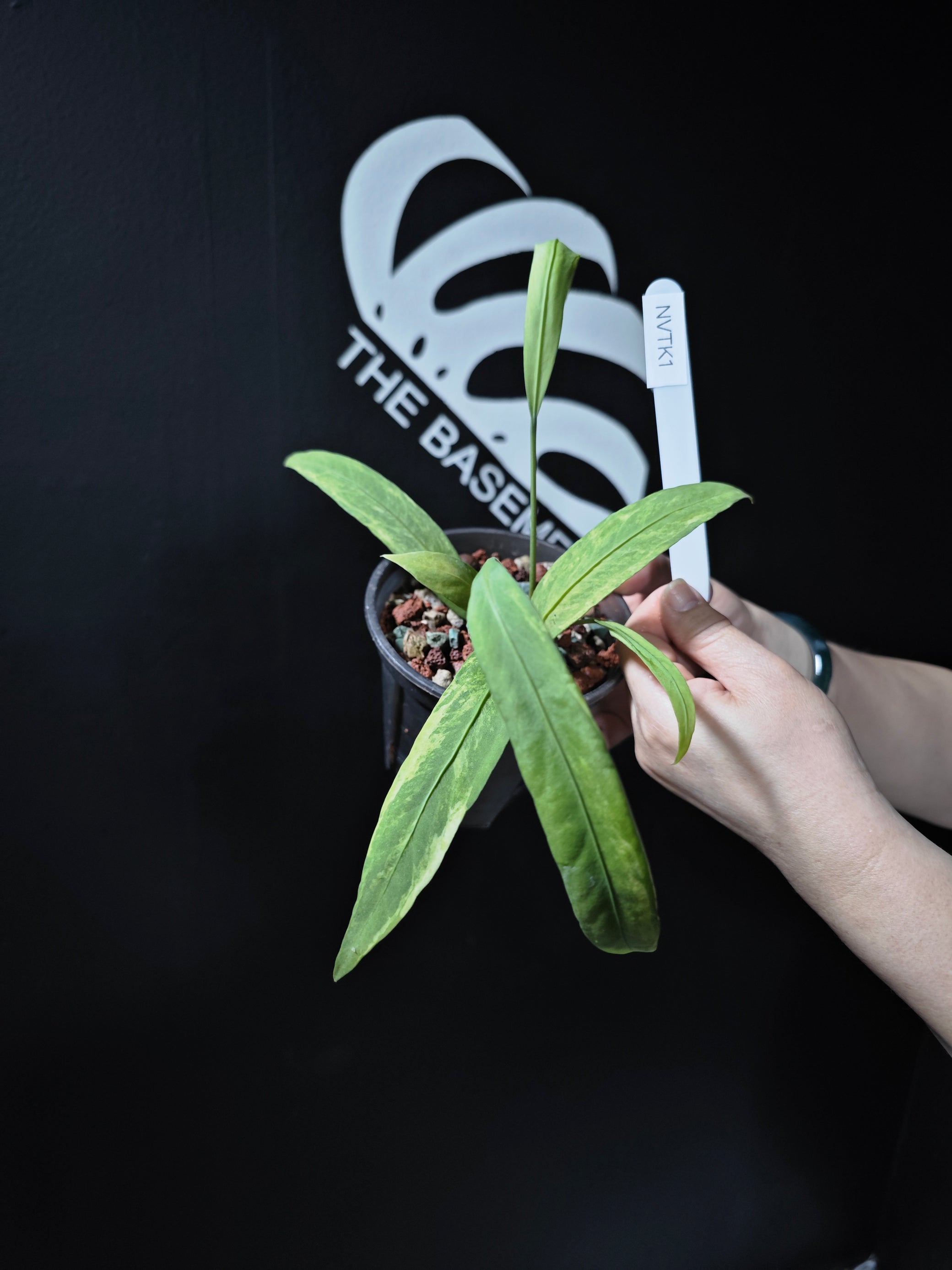 anthurium palidifolium variegated Anthurium Vittarifolium Variegated