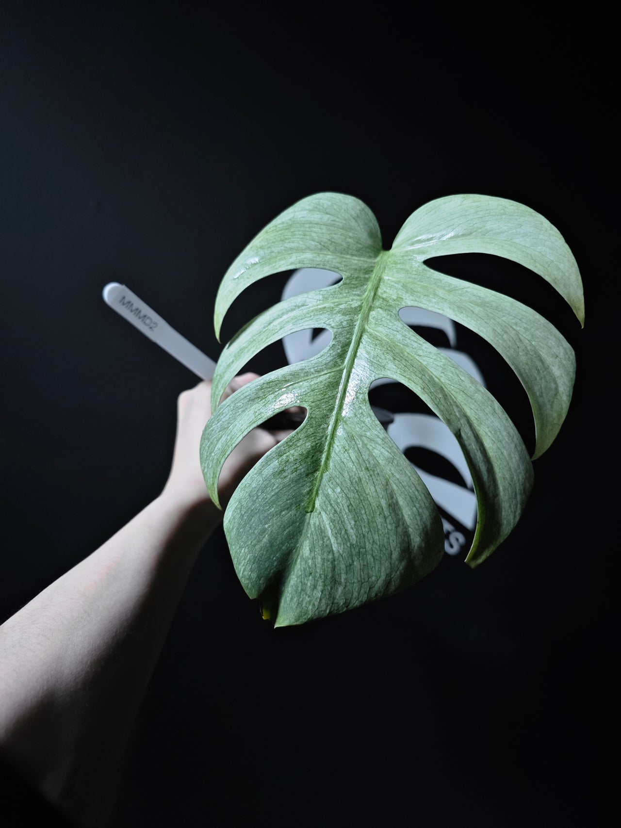Monstera NOID Mint Full Mint - thebasements.us