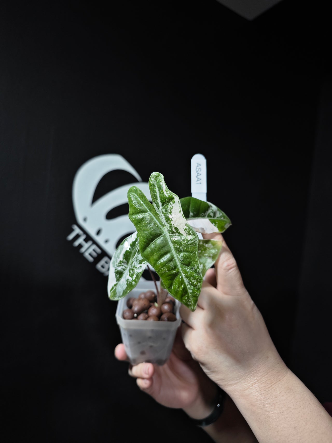 Alocasia Sanderianan Albo Variegated