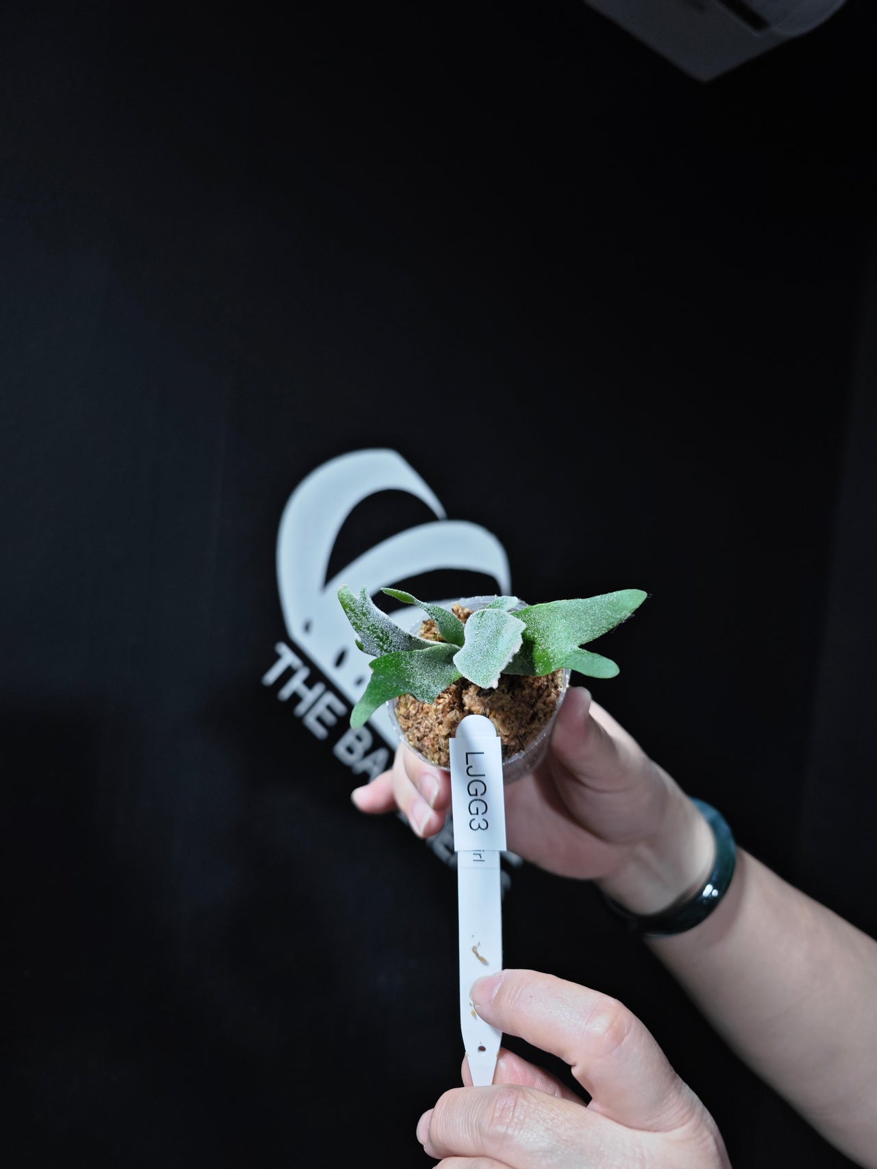 Platycerium Willinckii Dwarf “Jade Gril” Sporeling