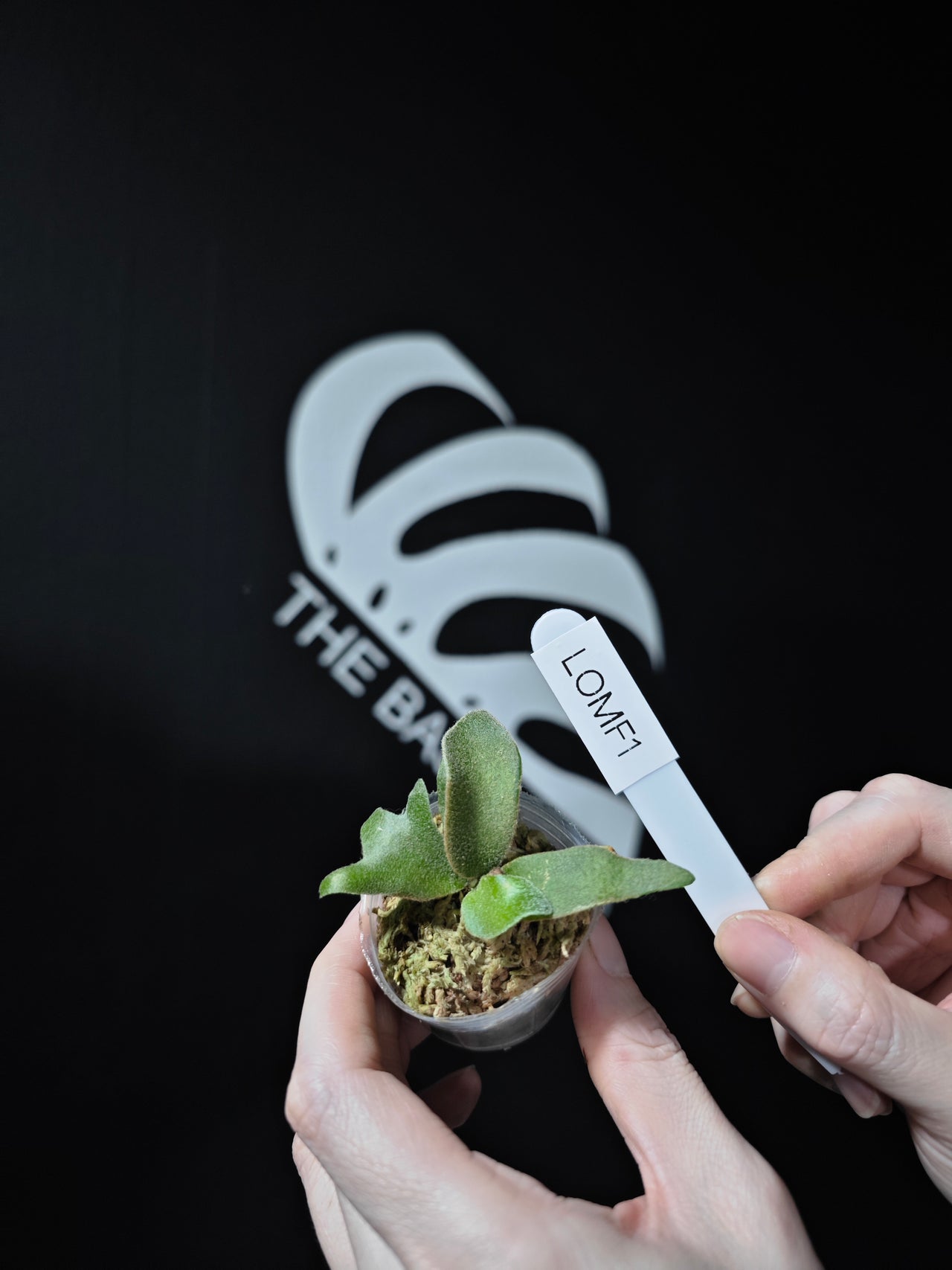 Platycerium Willinckii Dwarf “OMG” Sporeling