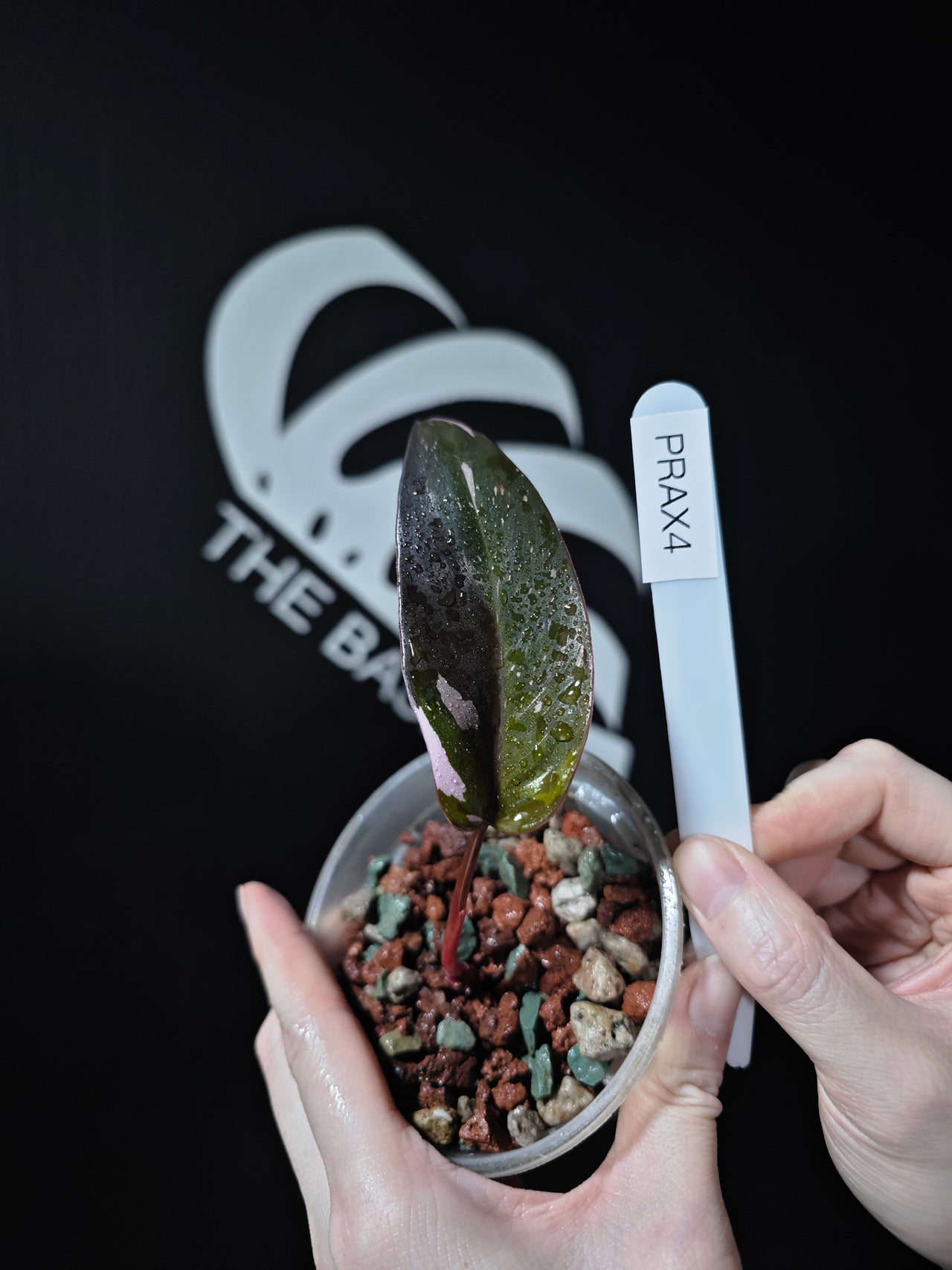 Philodendron Red Anderson