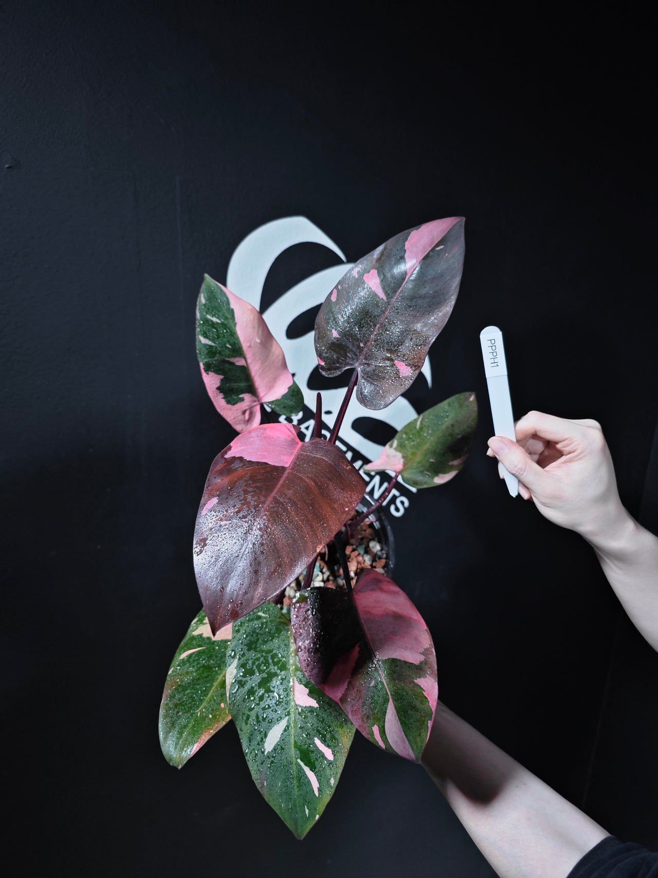 Philodendron Pink Princess Marble King - thebasements.us
