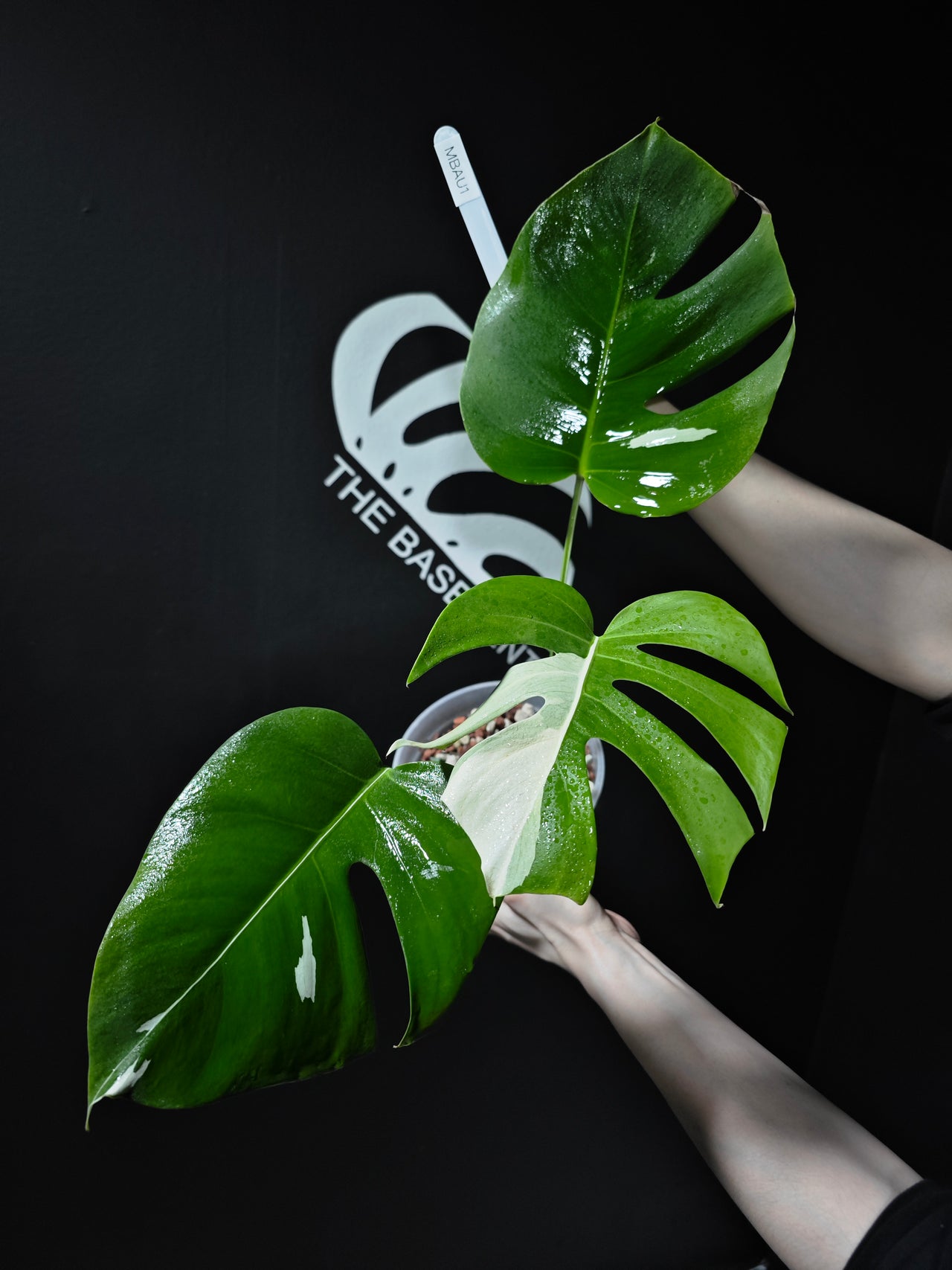 Monstera Borsigiana Albo - thebasements.us