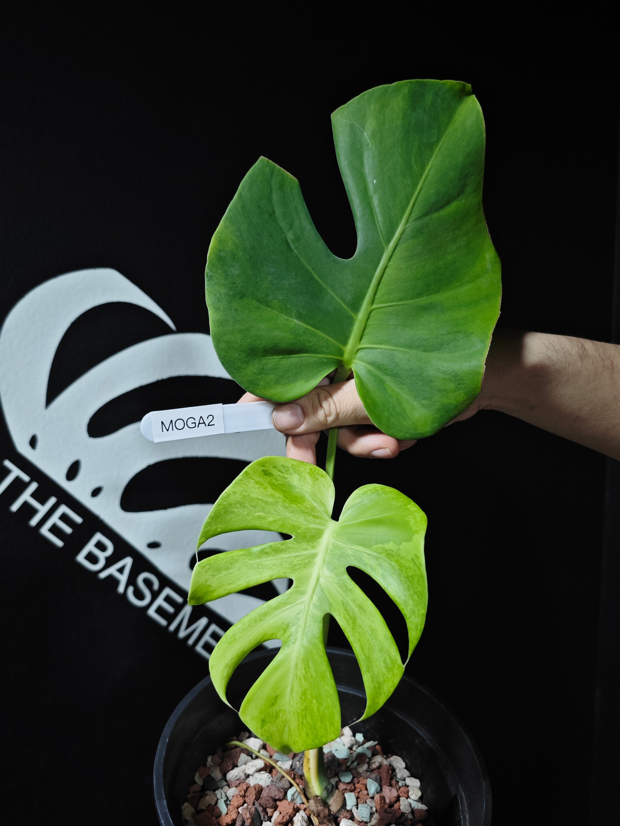 monstera media Monstera Orange