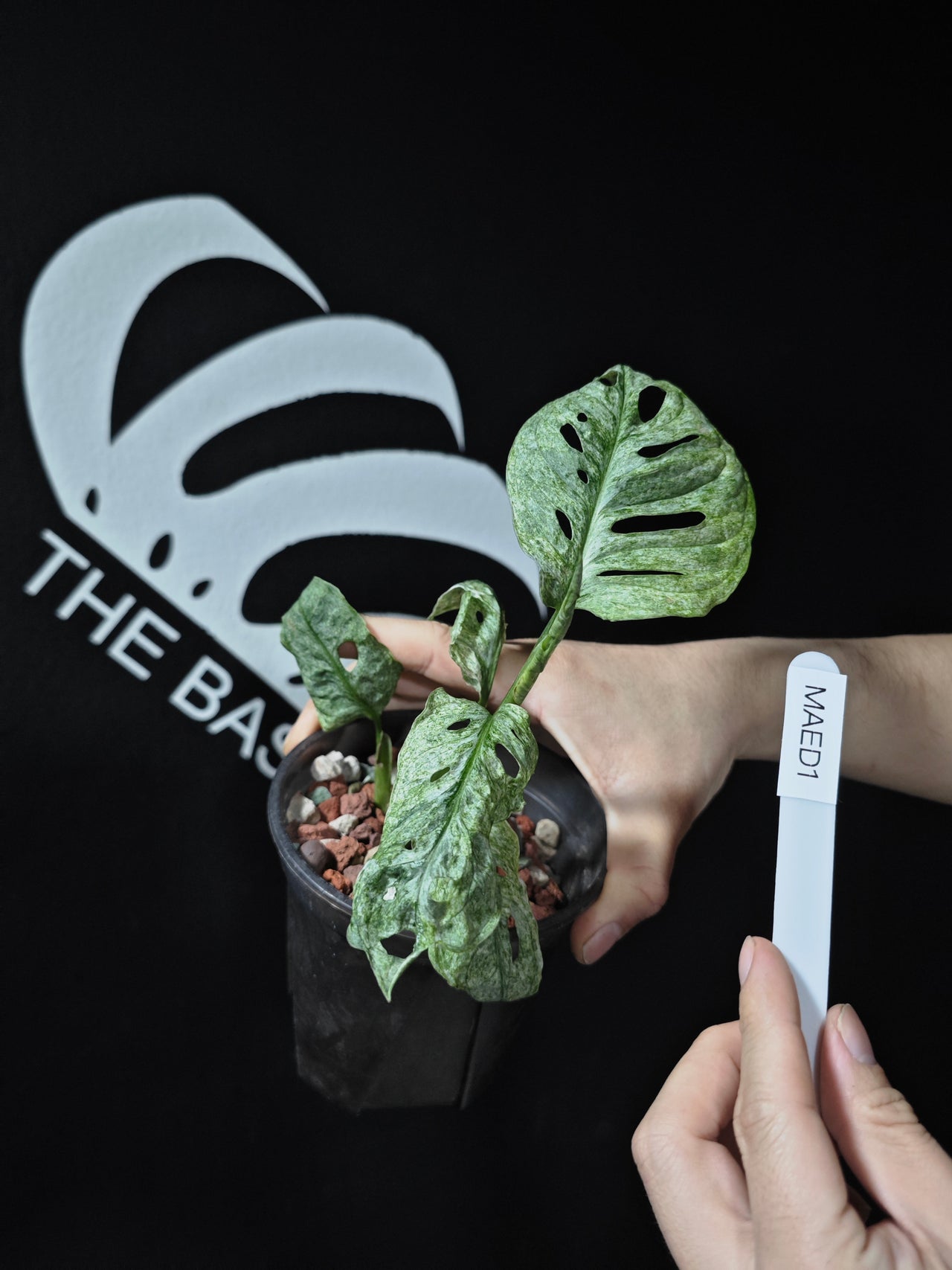 Monstera Adansonii European Mint EU From