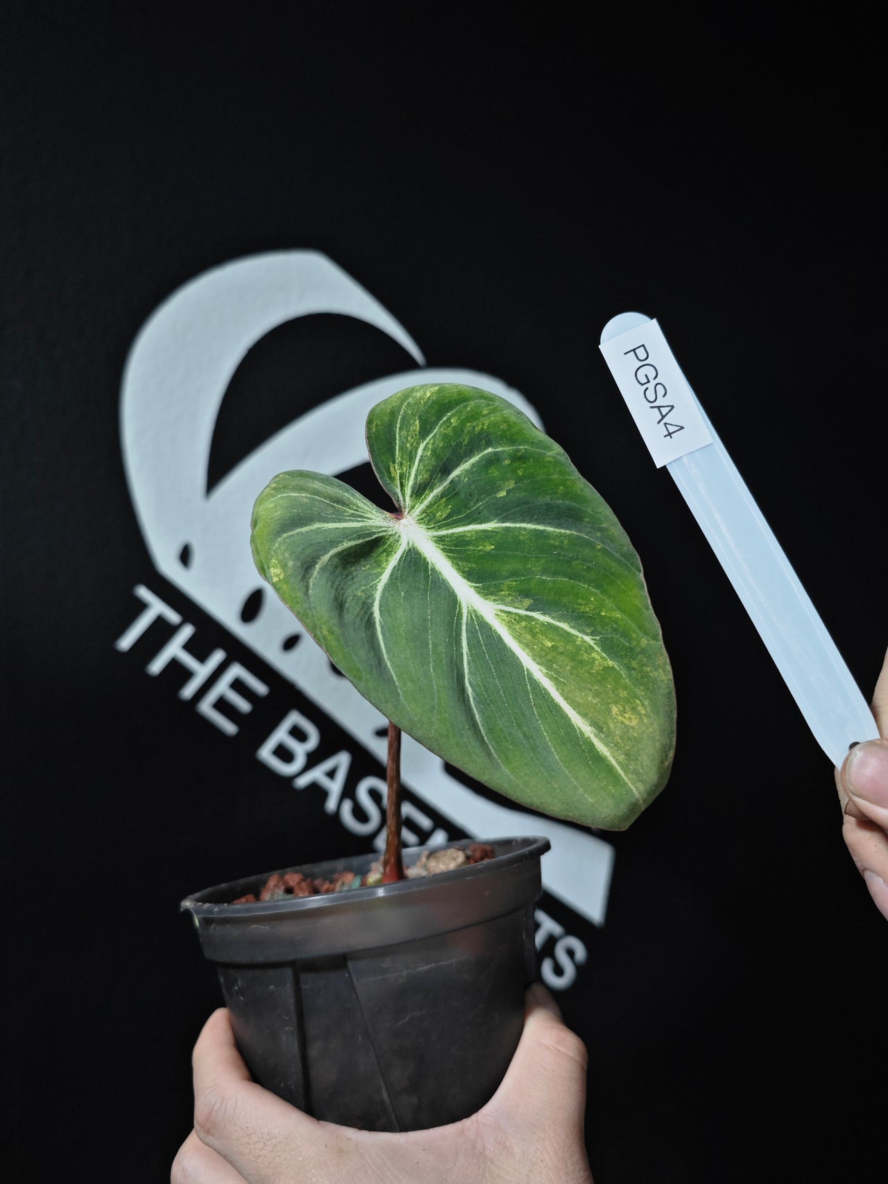 Philodendron Gloriousum Var - thebasements.us