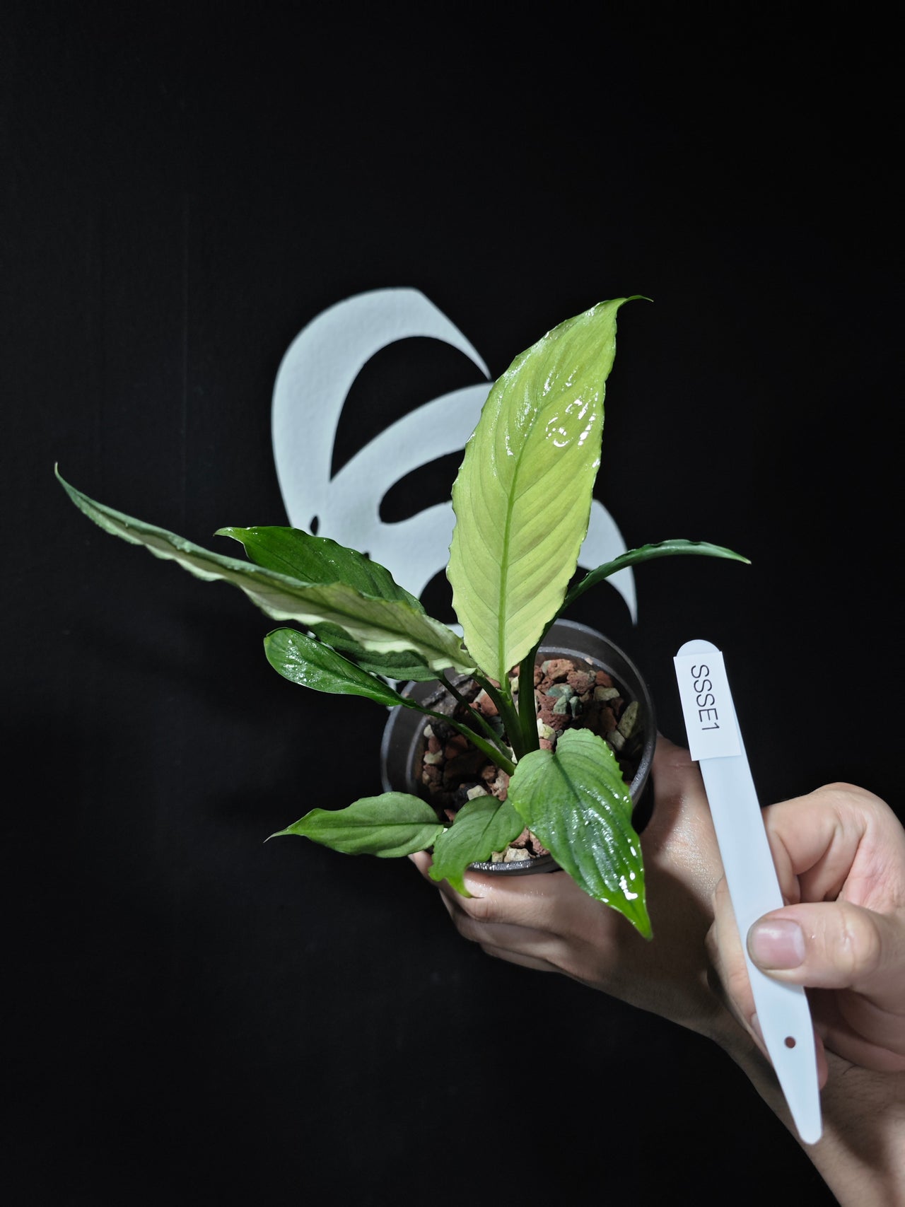 Spathiphyllum Sensation Mint Variegated