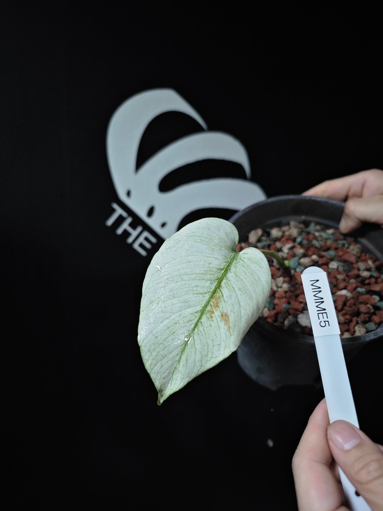 Monstera NOID Mint Full Mint - thebasements.us