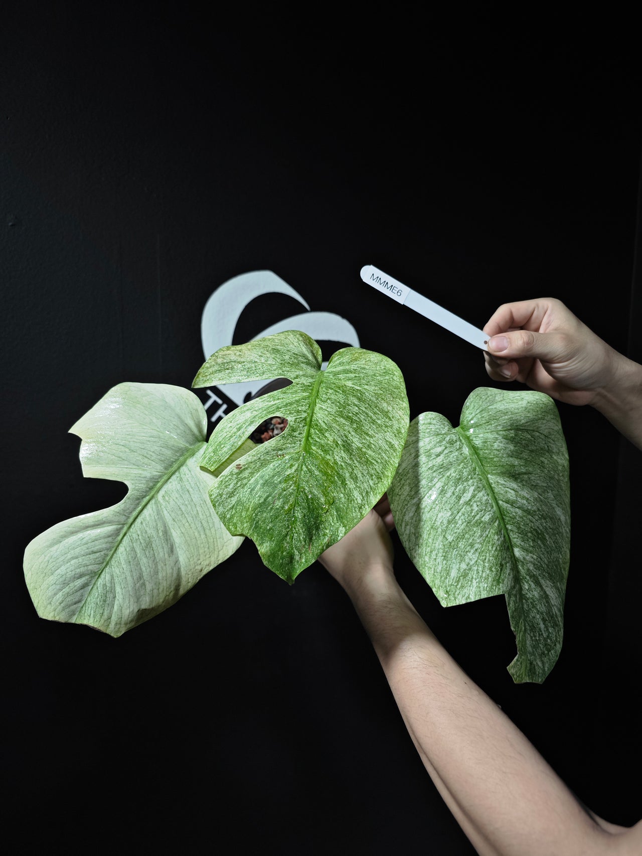 Monstera NOID Mint Full Mint - thebasements.us