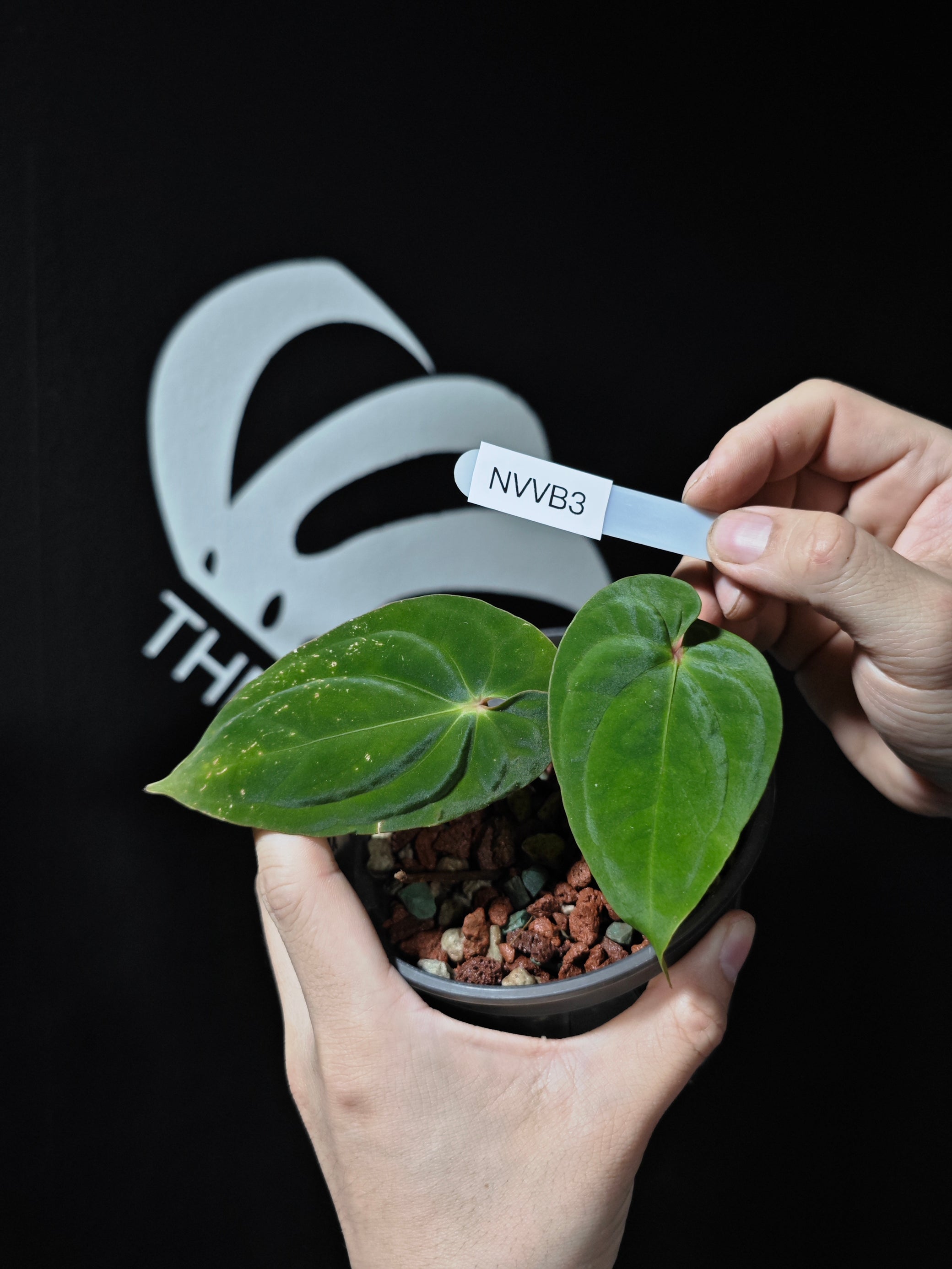 anthurium lavinia Anthurium Papilliaminum Variegated X Antolakii (BVEP) Seeding