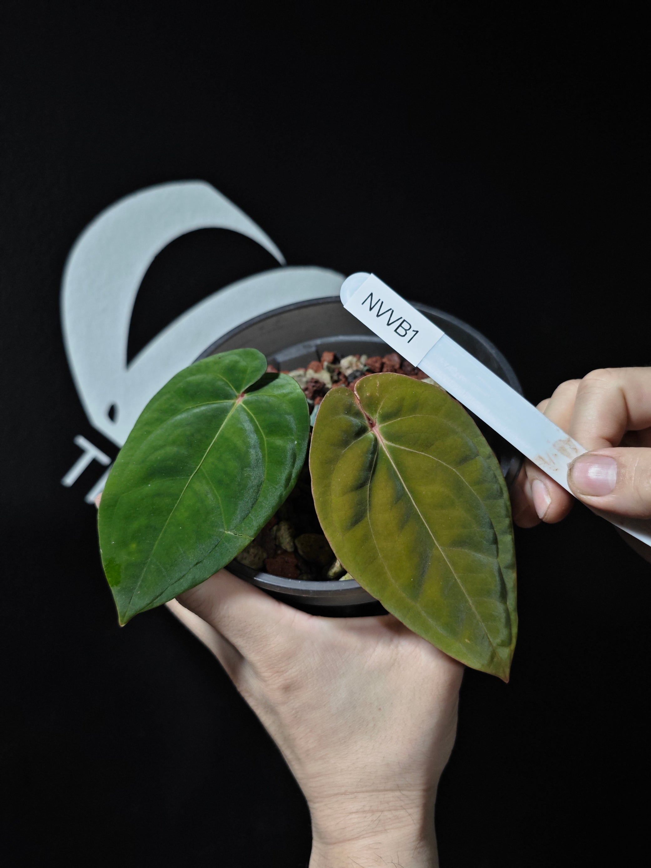 anthurium bvep Anthurium Papilliaminum Variegated X Antolakii (BVEP) Seeding