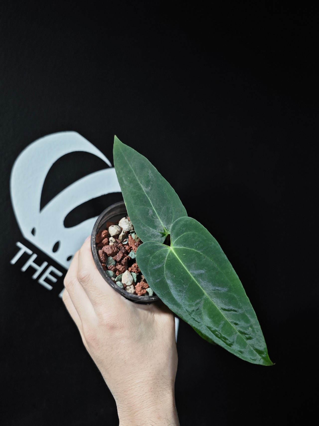Anthurium Papilliaminum Variegated X Subsignatum Seeding