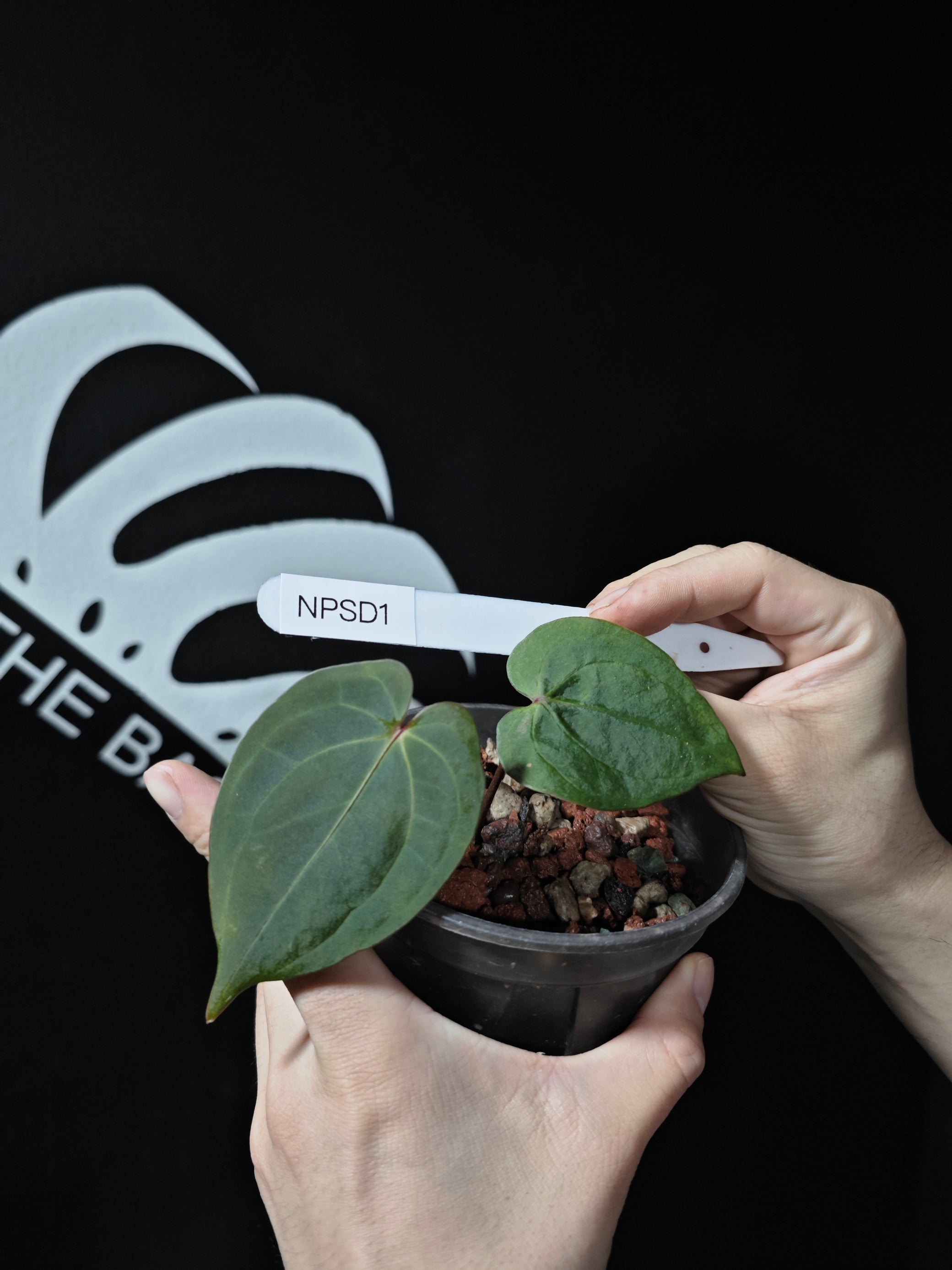 anthurium dark Anthurium Dark Phoenix Self Seedings