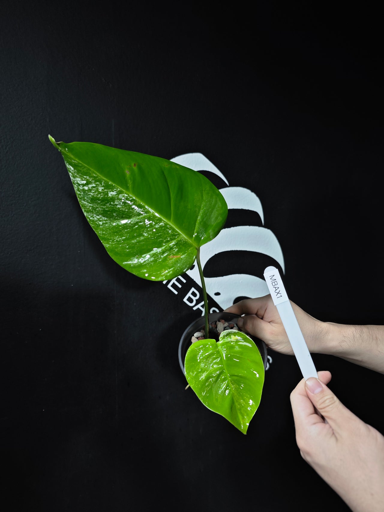 Monstera Borsigiana Albo - thebasements.us