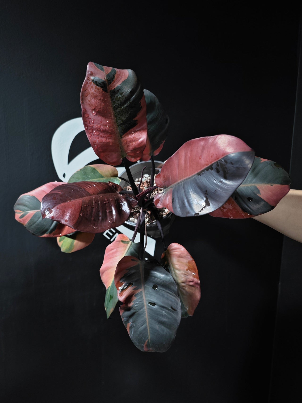 Philodendron Black Cardinal No.2 Variegated