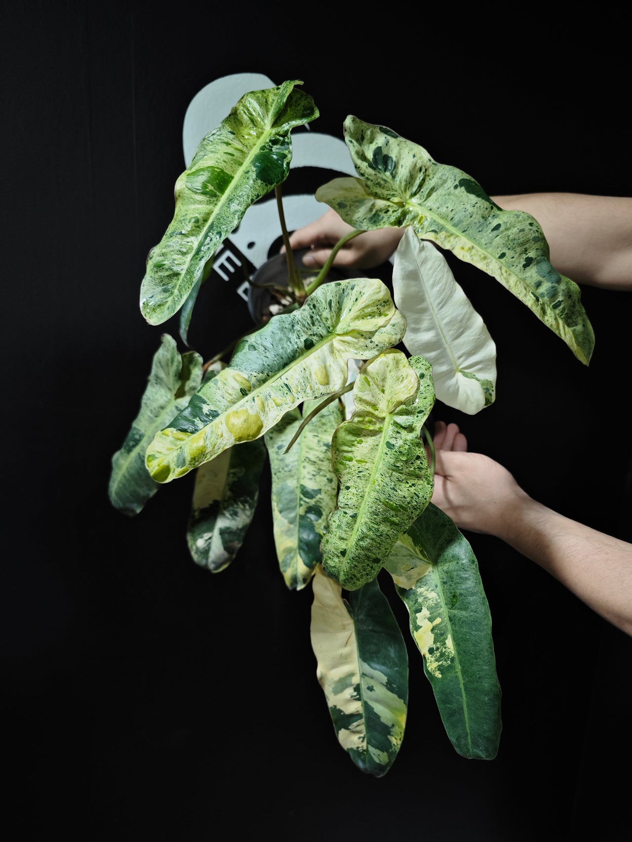 Philodendron Paraiso Verde Aurea
