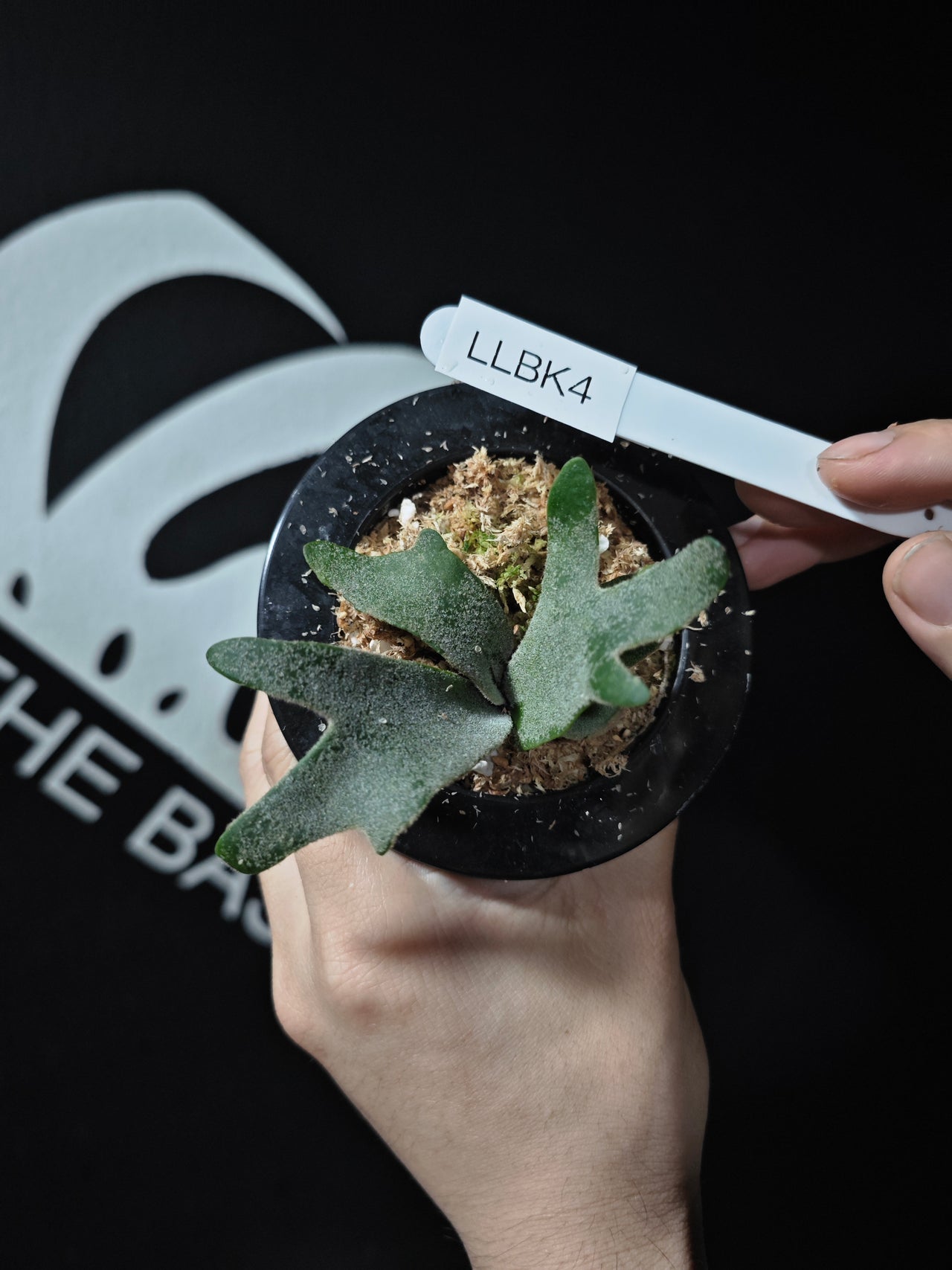 Platycerium Willinckii Dwarf “Bacteria” Sporeling