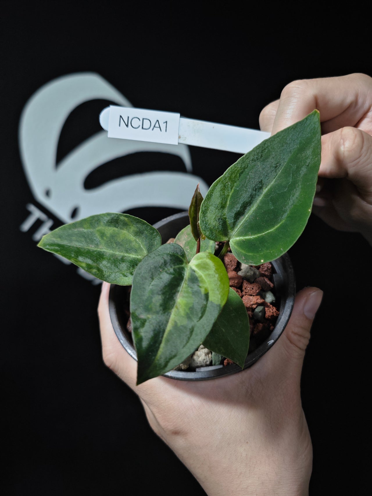 Anthurium Crystallinum x Dark Phoenix Variegated
