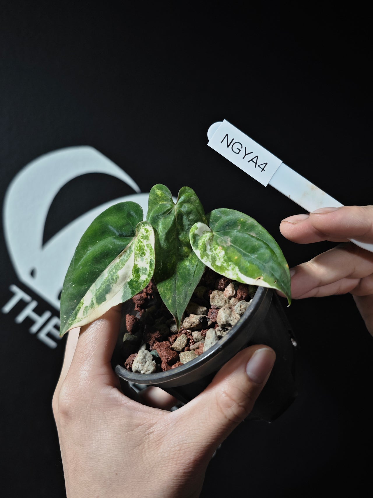 Anthurium Papilliaminum Variegated X Papilliaminum Guna Yala Variegation