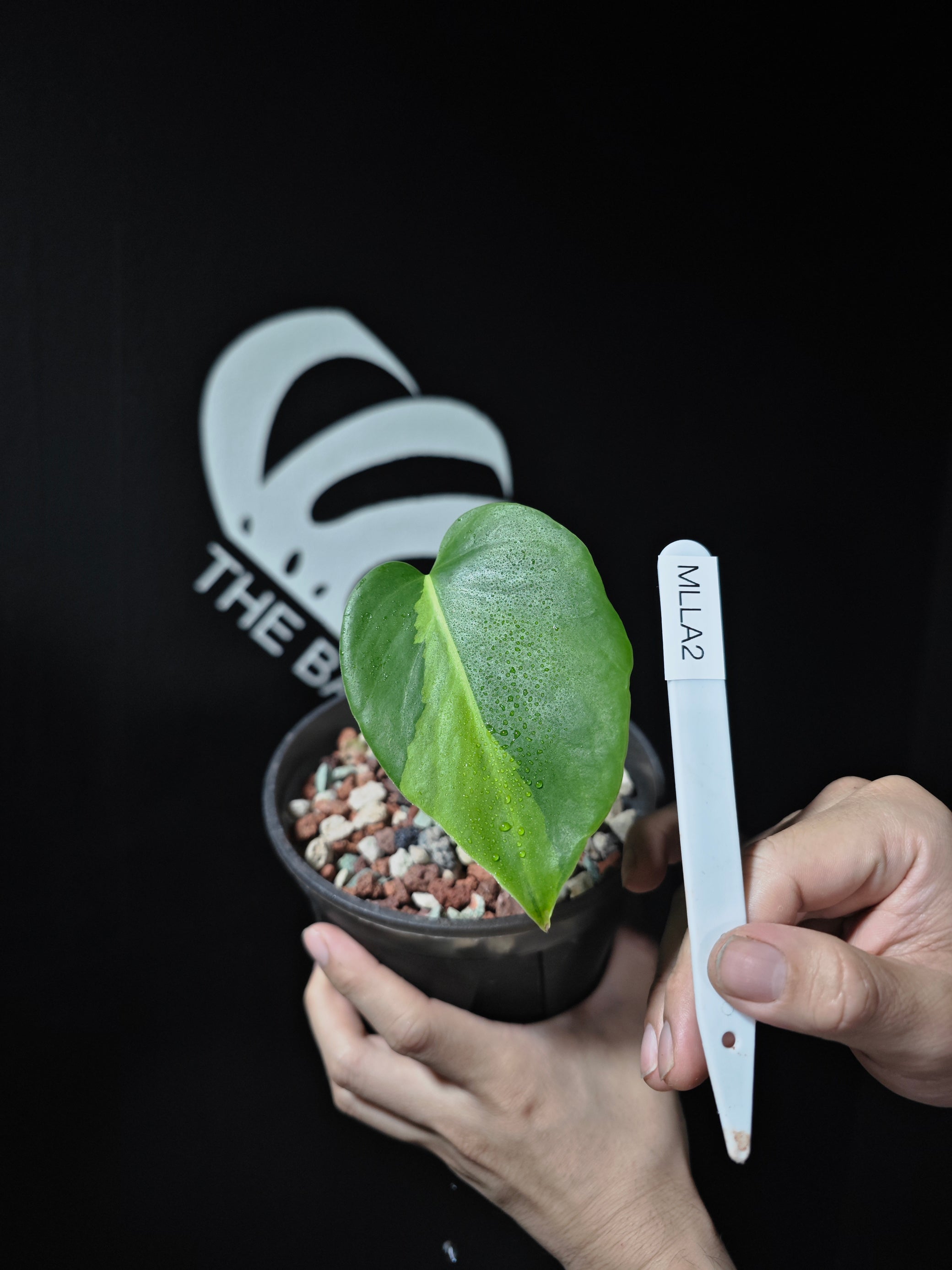 lemon lime monstera Monstera Lime Light