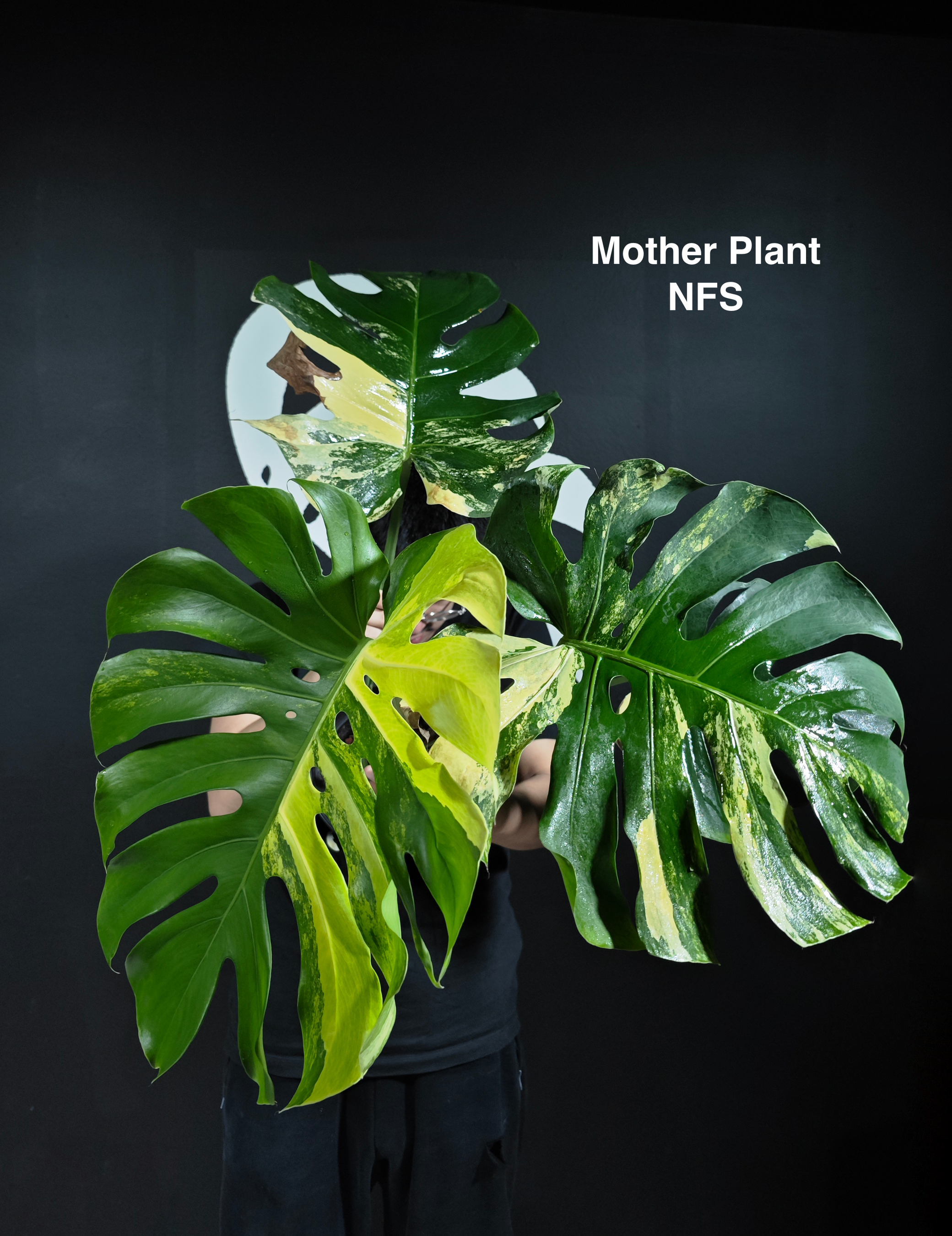 Monstera Deliciosa yellow Marilyn 極斑入り大葉 - メルカリ