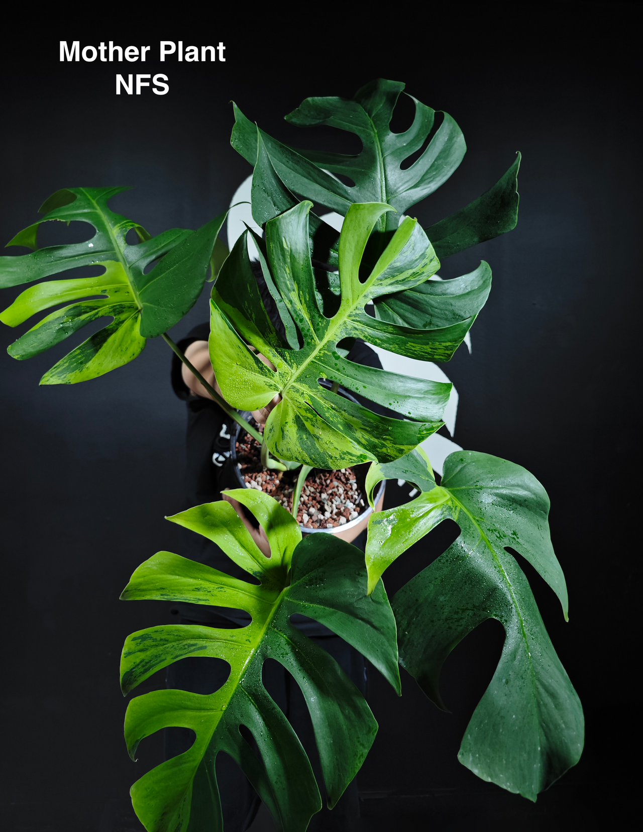 Monstera Lime Light