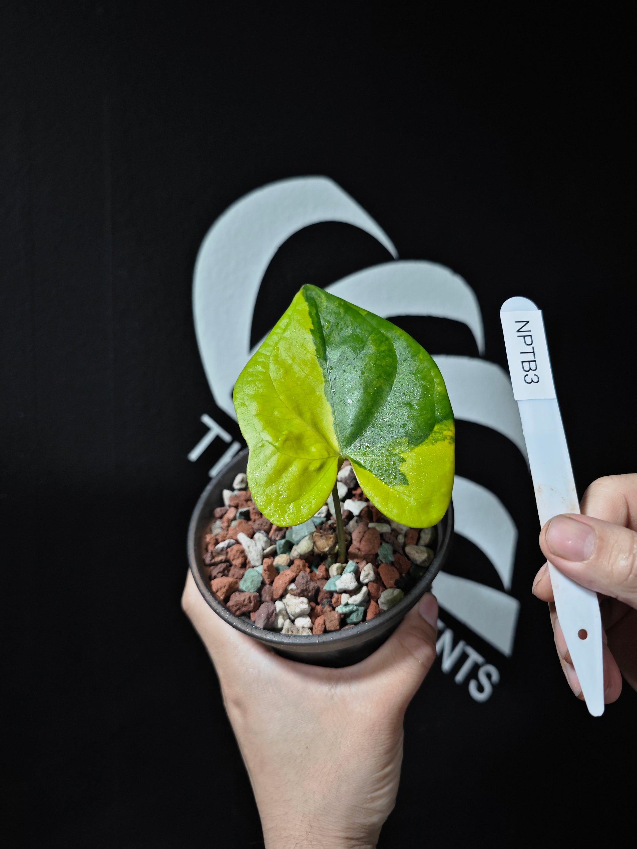 anthurium polydactylum for sale Anthurium Pterodactyl Variegated