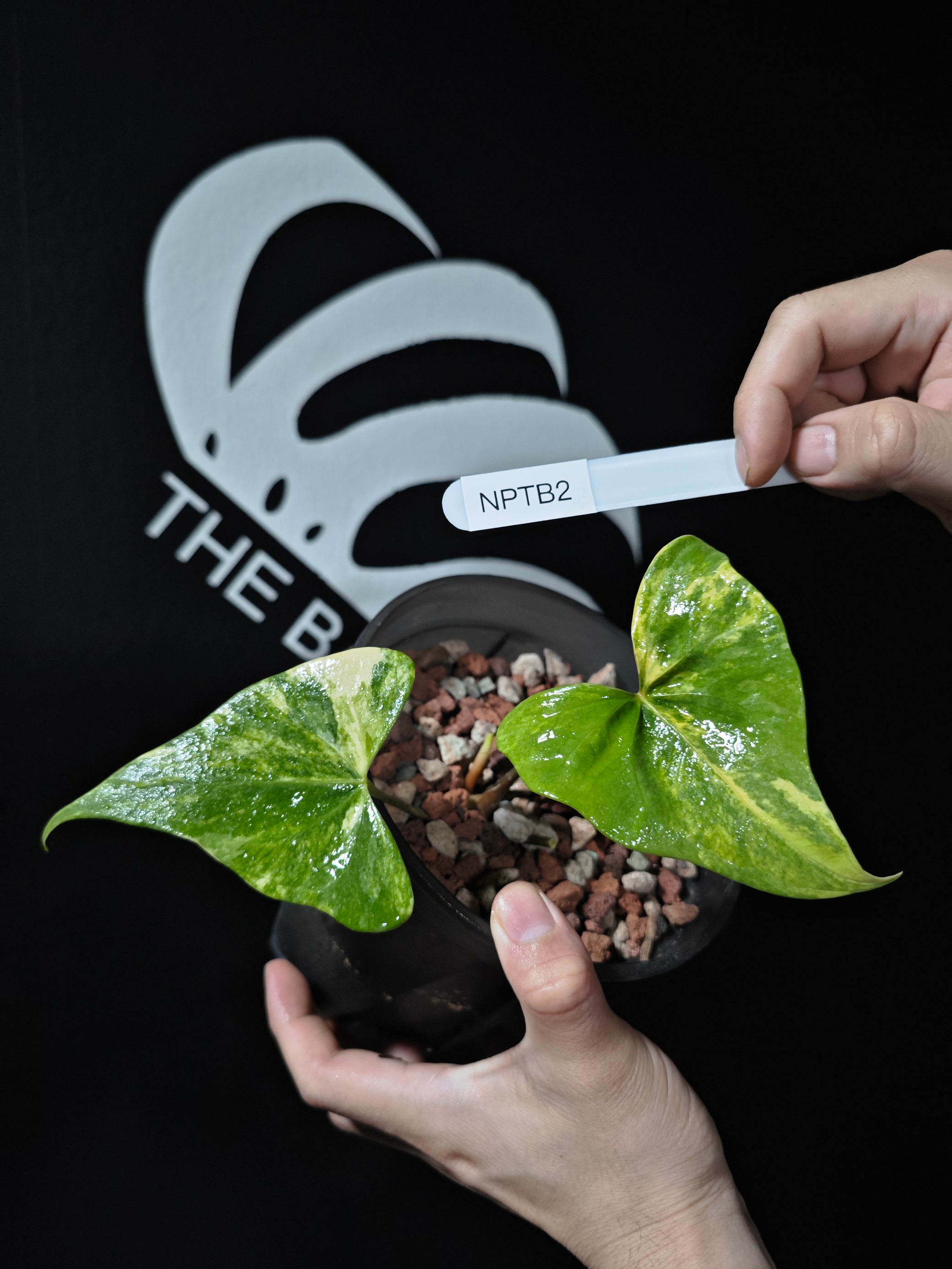 anthurium pterodactyl for sale Anthurium Pterodactyl Variegated