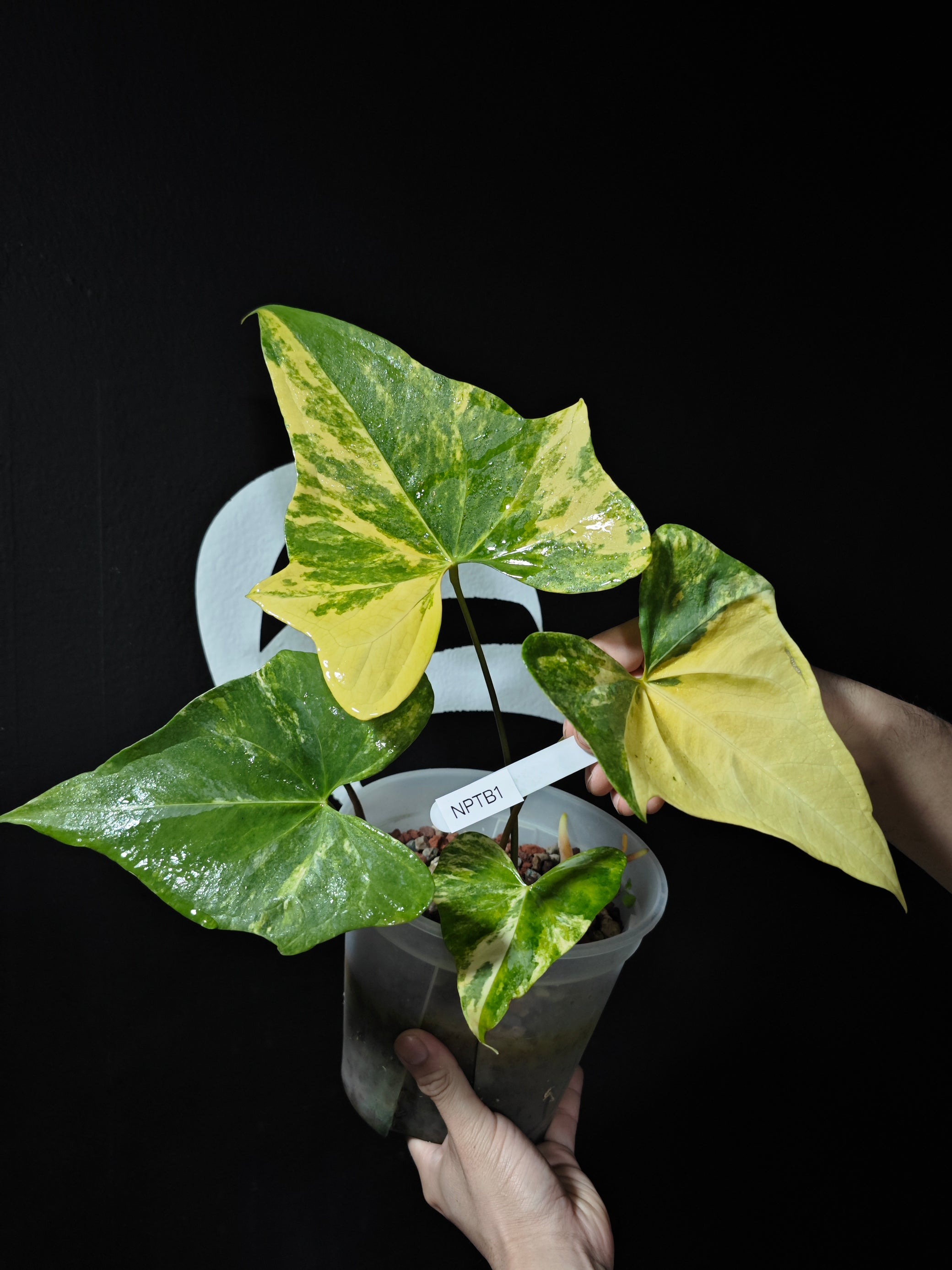 anthurium pterodactyl parents Anthurium Pterodactyl Variegated