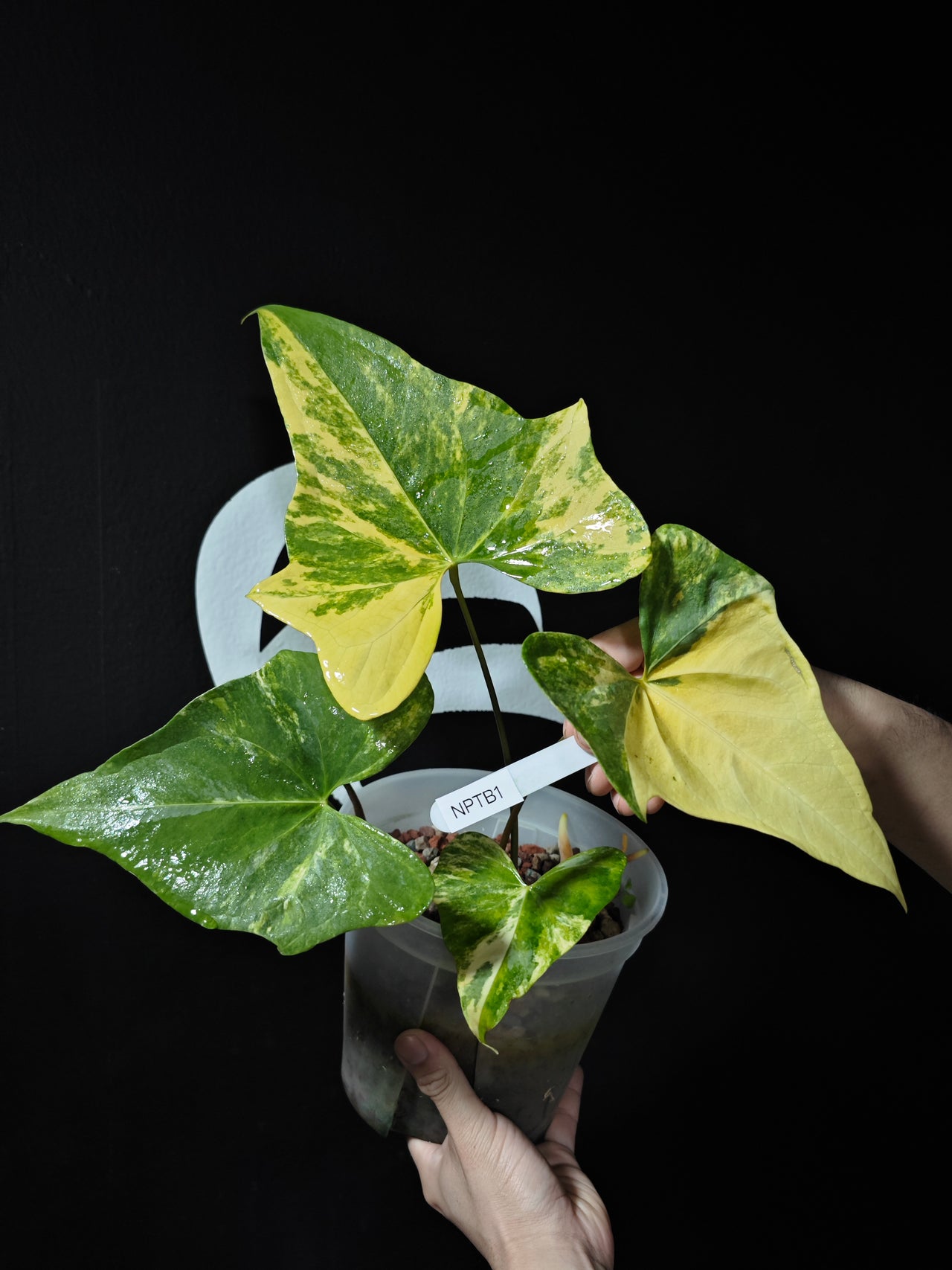 Anthurium Pterodactyl Variegated