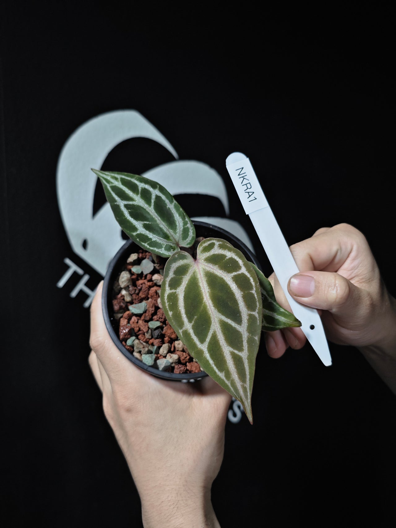 Anthurium King of Spades X Red Crystallinum S1 Seedling
