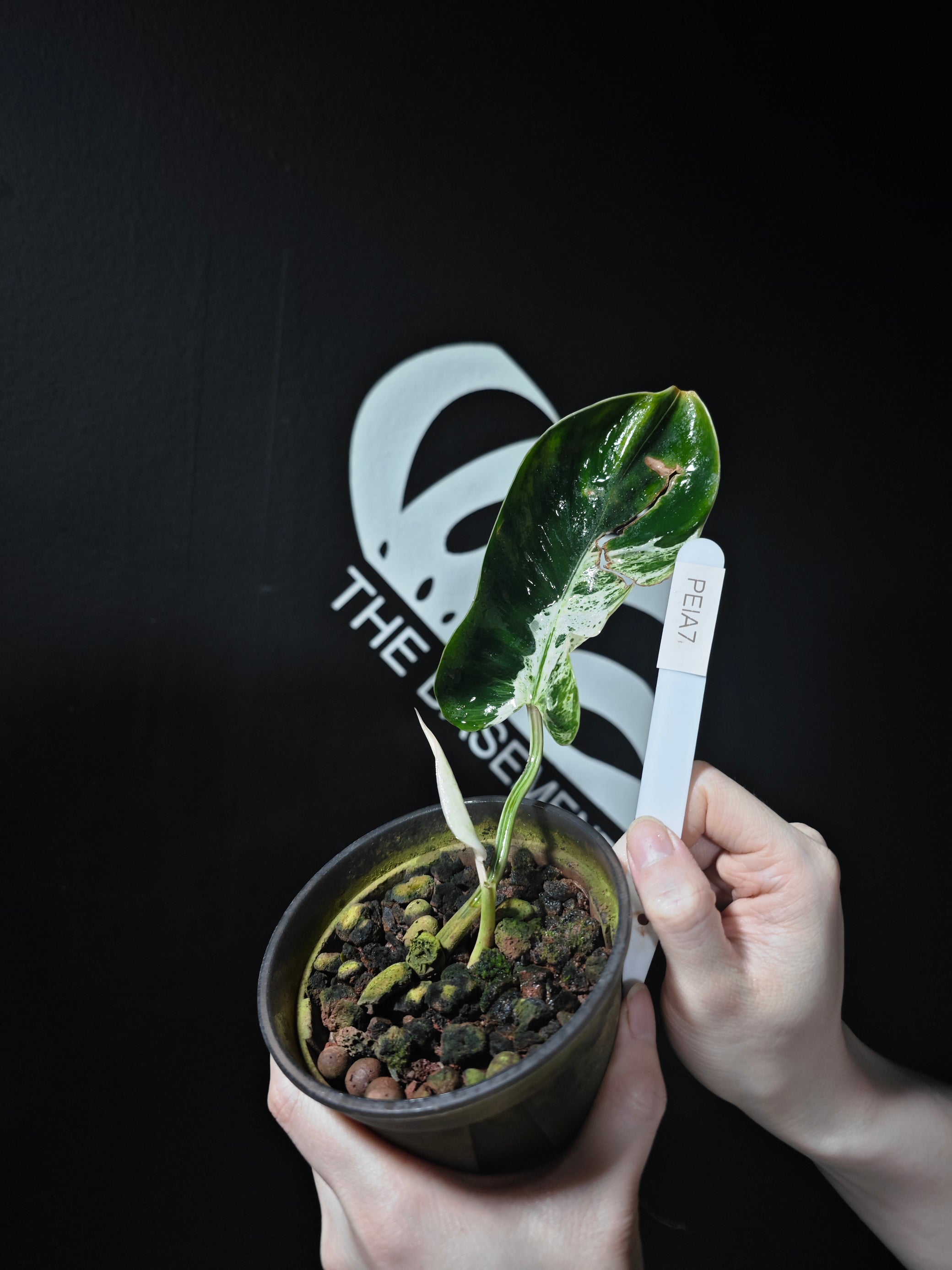 blue iced philodendron for sale Philodendron Emerald Ice