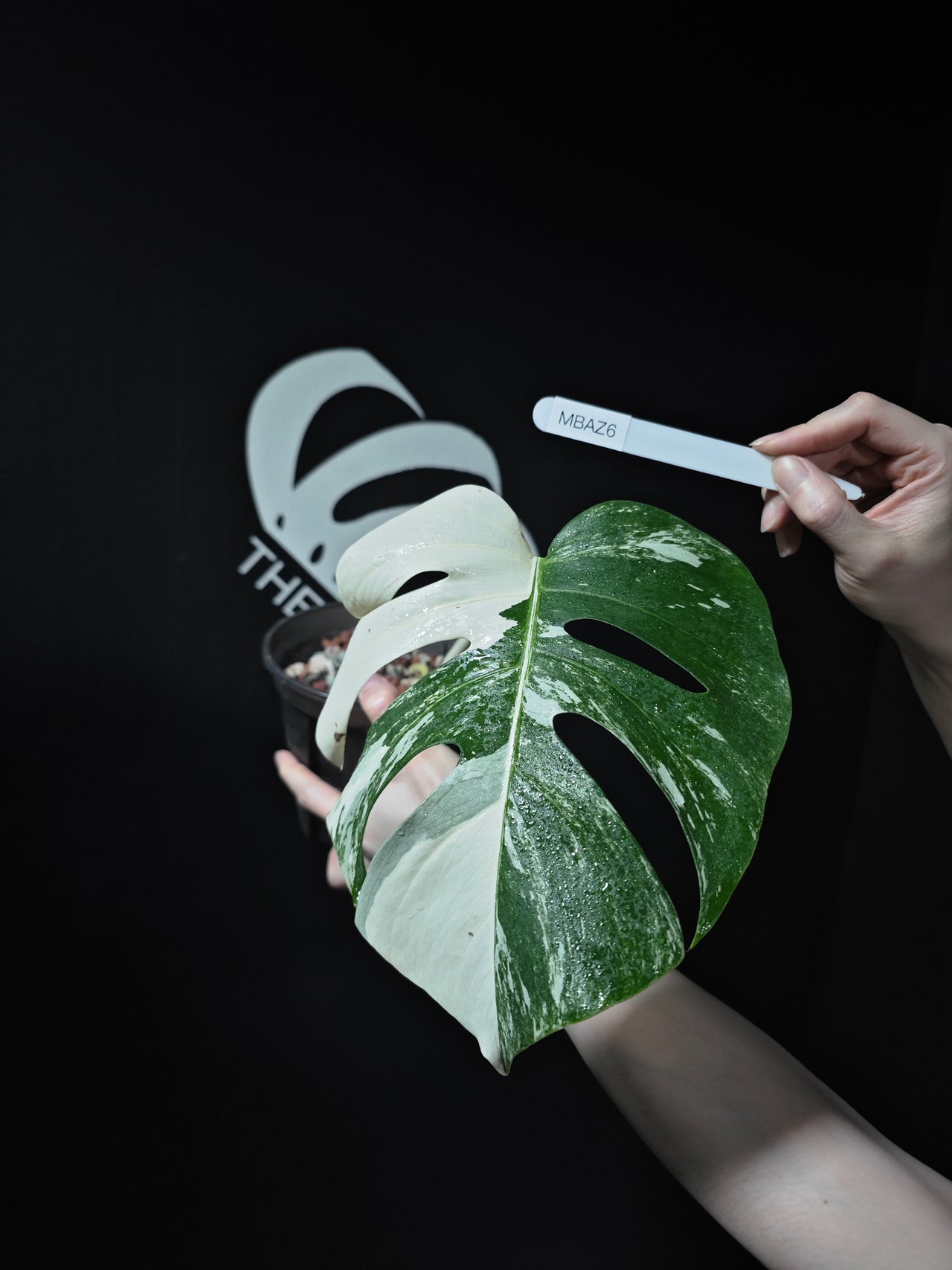 Monstera Borsigiana Albo - thebasements.us