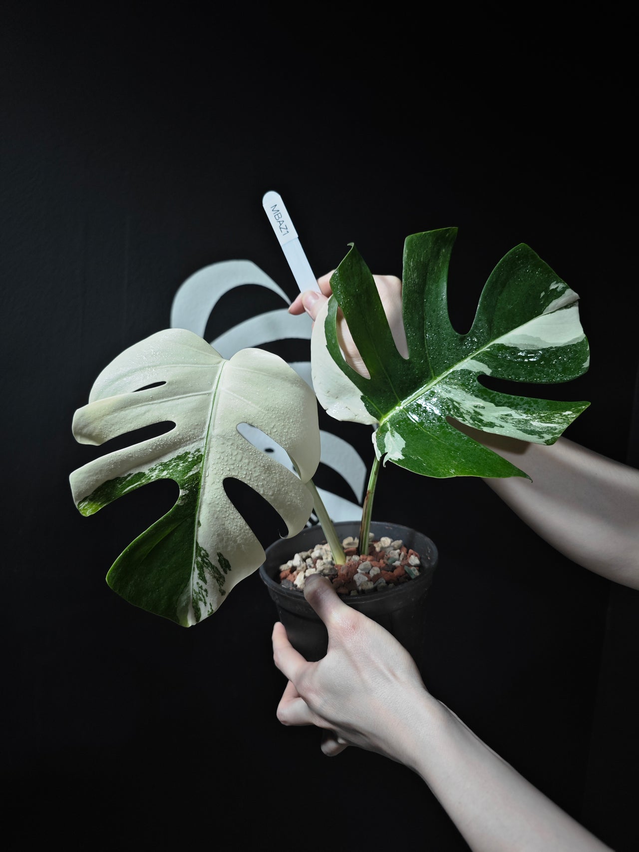 Monstera Borsigiana Albo - thebasements.us