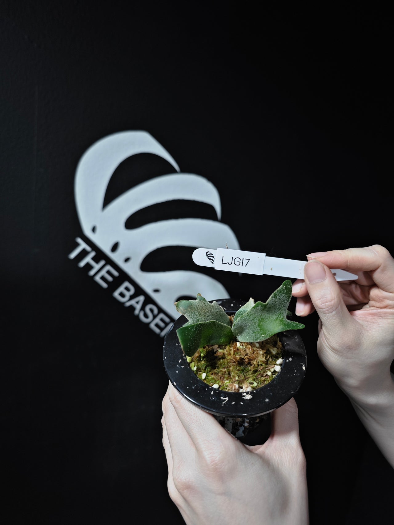 Platycerium Willinckii Dwarf “Jade Gril” Sporeling