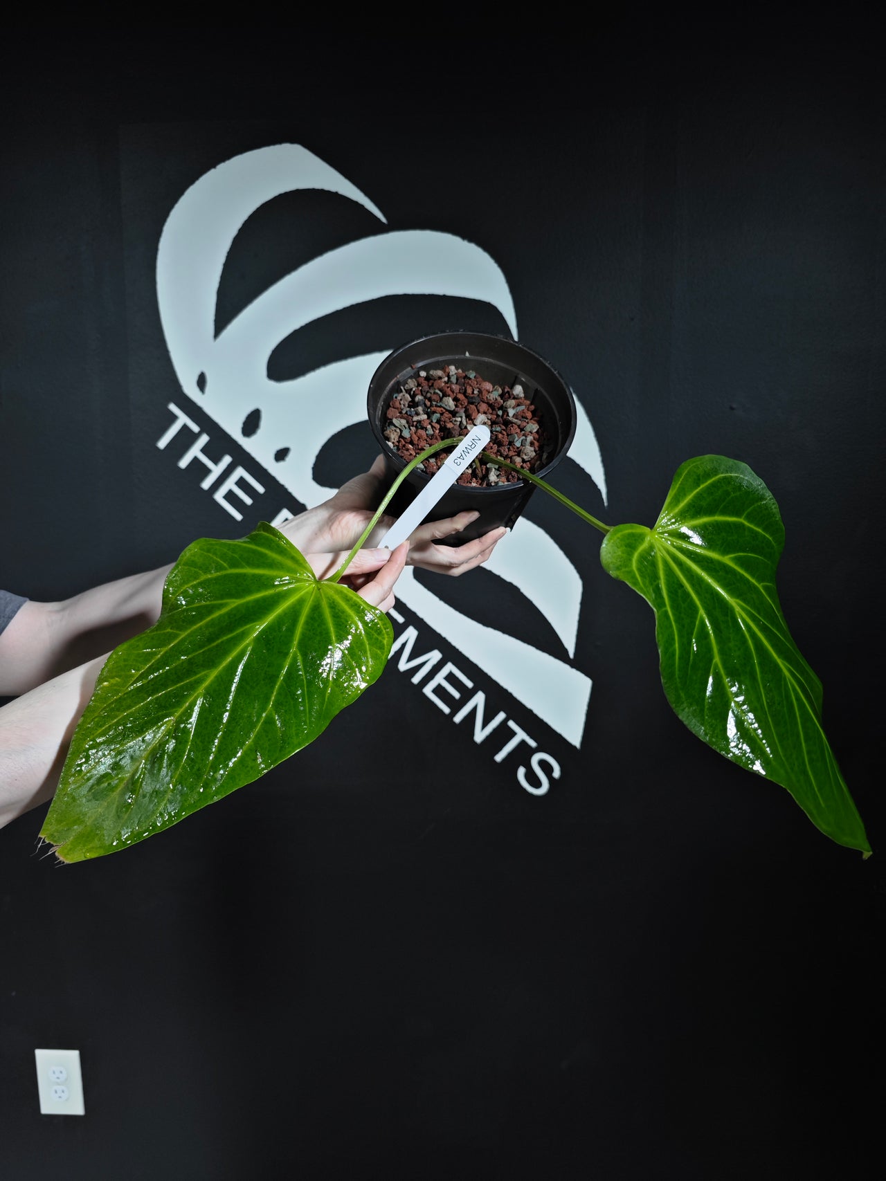 Anthurium Rioclaroense Wild Hybrid